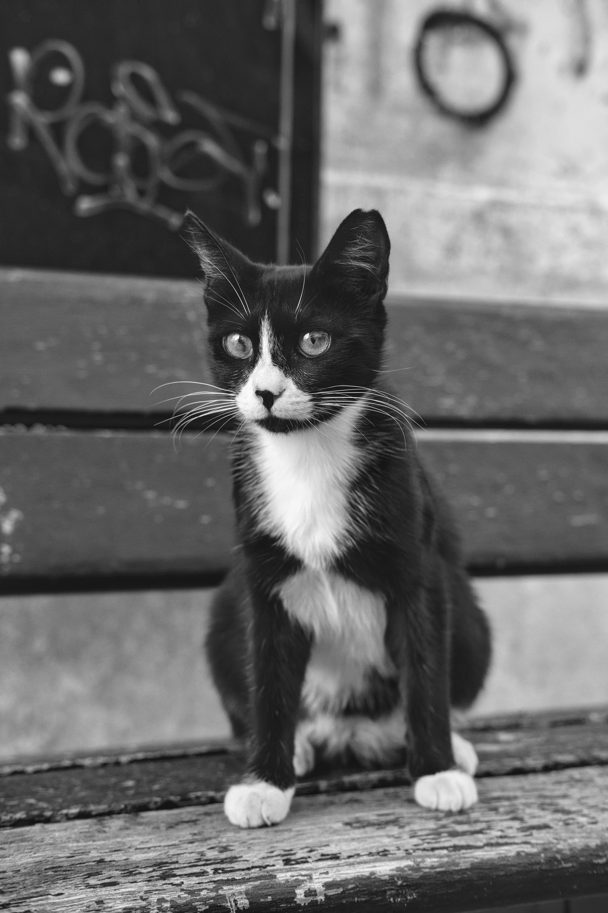 Homeless | Stray Cats in Limassol in Black and White Photography | Limassol | Cyprus