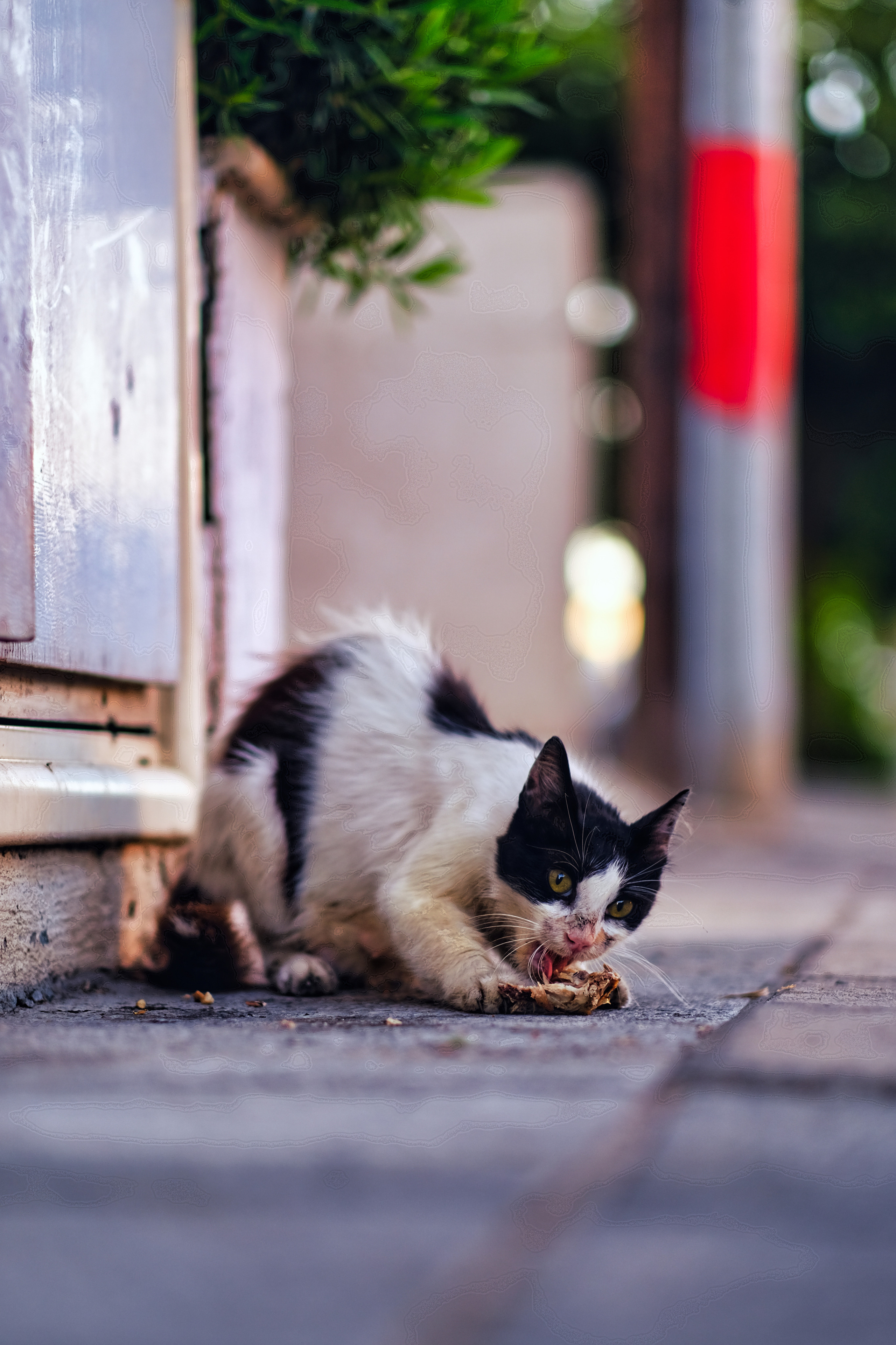 The Stray Cat Limassol | Stray Cats in Cyprus | Homeless Cat 🇨🇾 