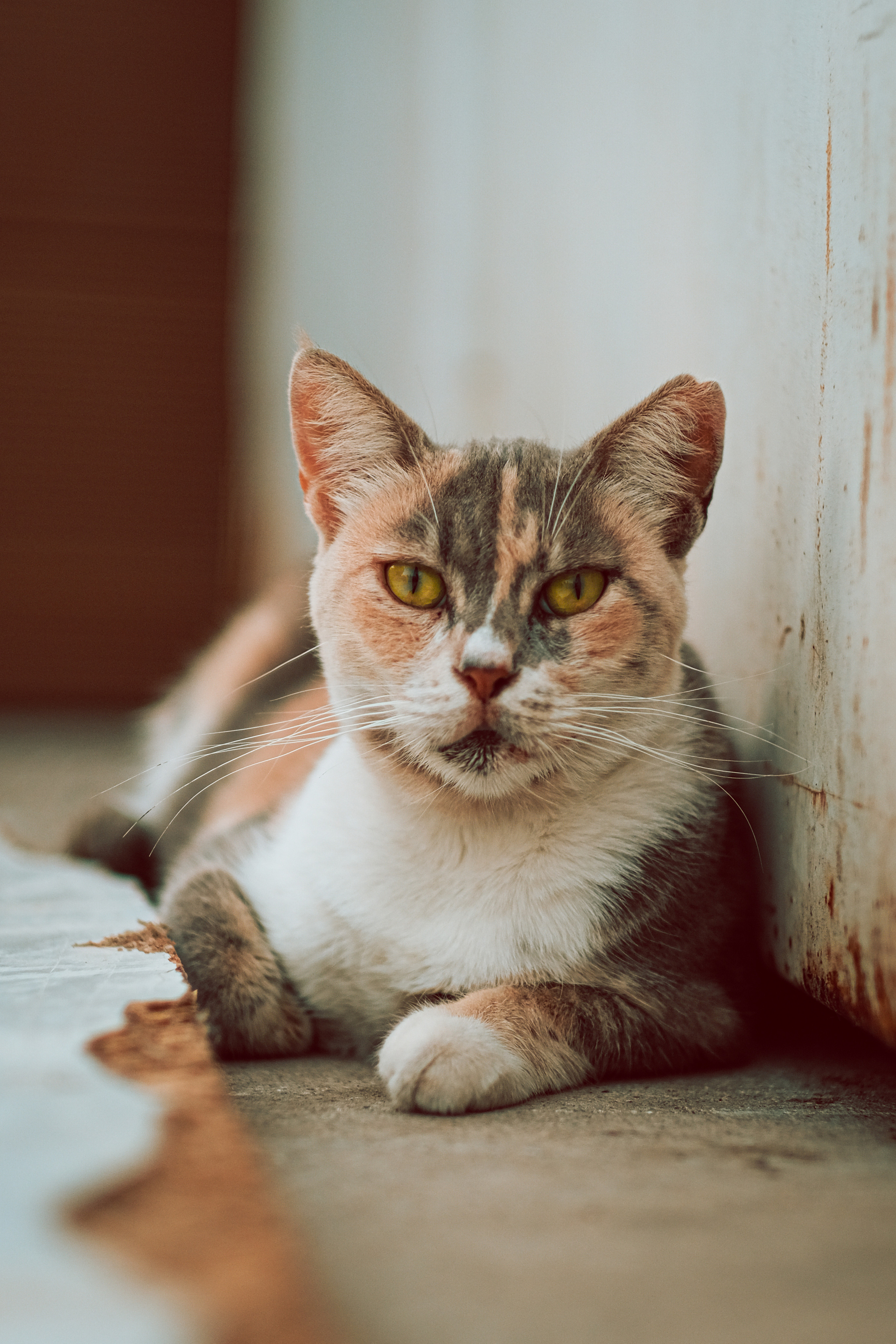 Peach Stray Cat in Limassol | Cyprus 