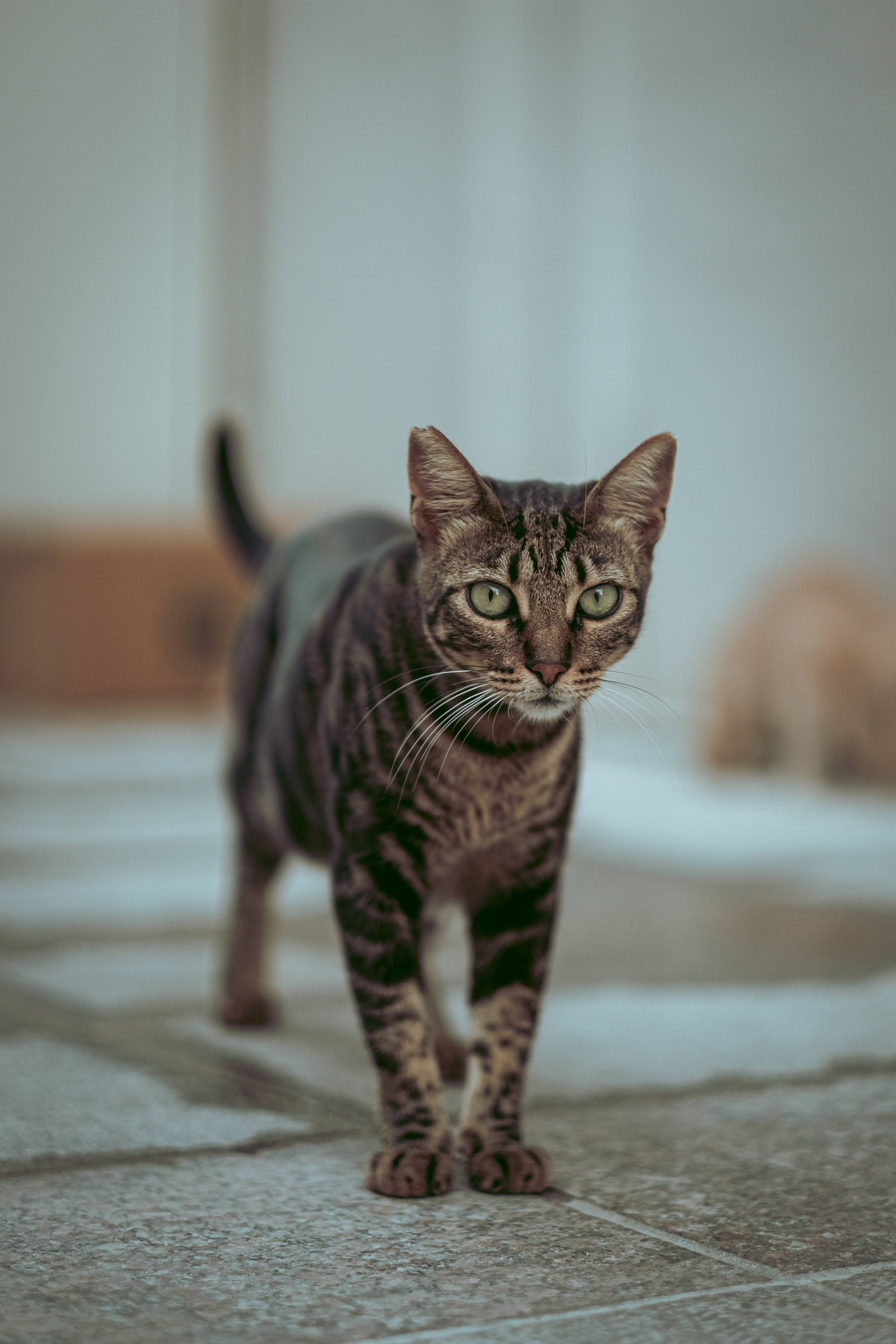 Stray Cats in Limassol | Cyprus 