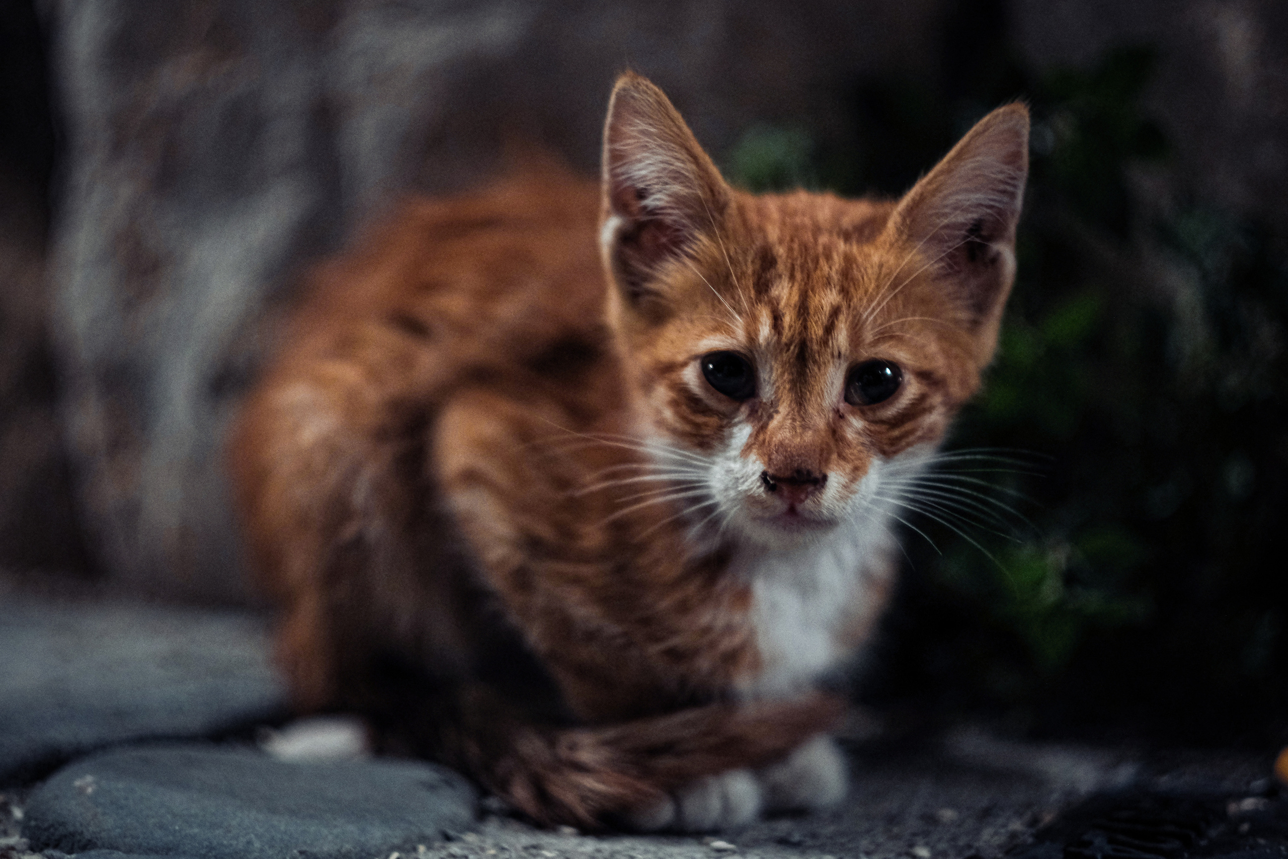 Little Orange Kitty | Stray Cats in Limassol | Cyprus