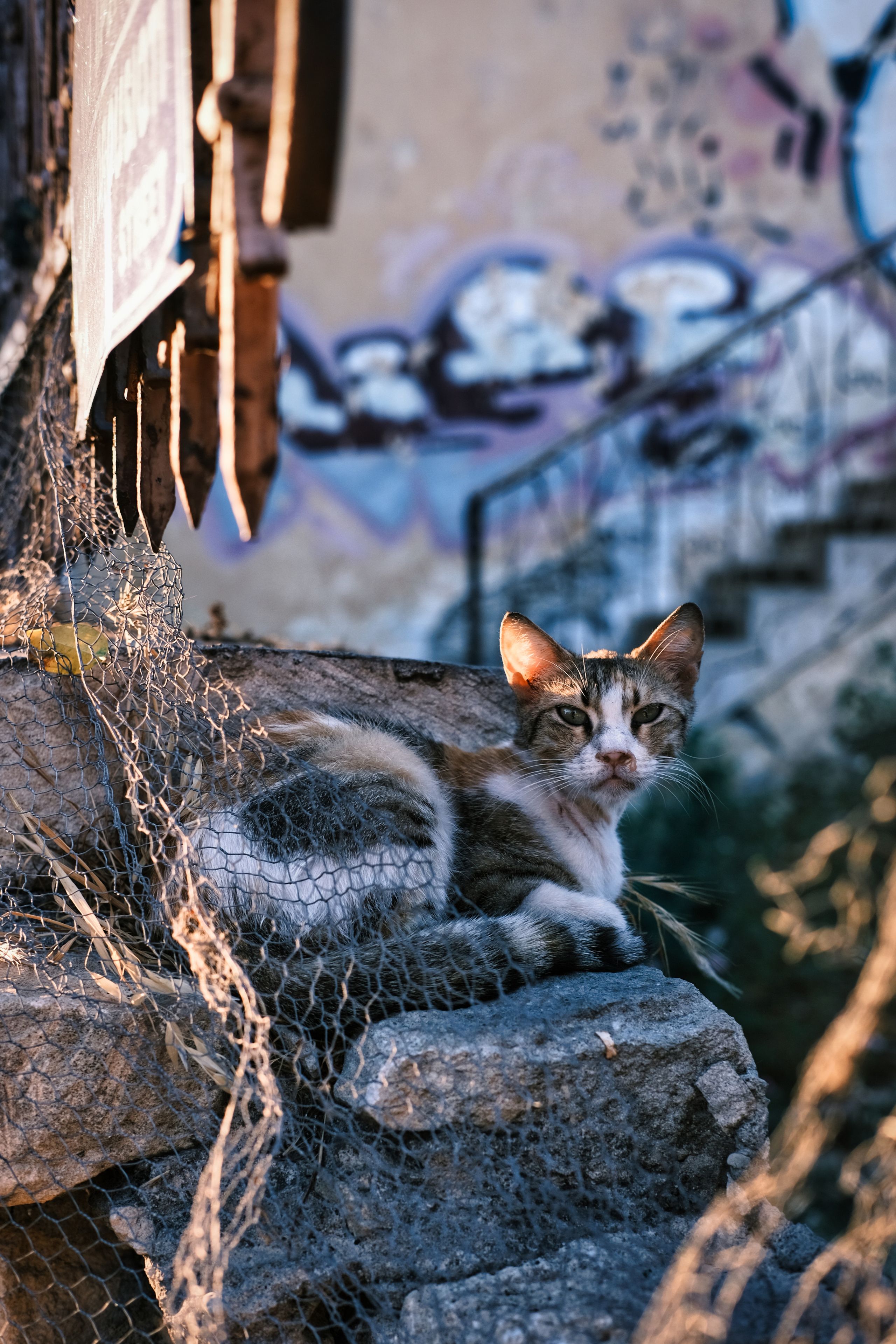 Stray Cats in Limassol | Cyprus 