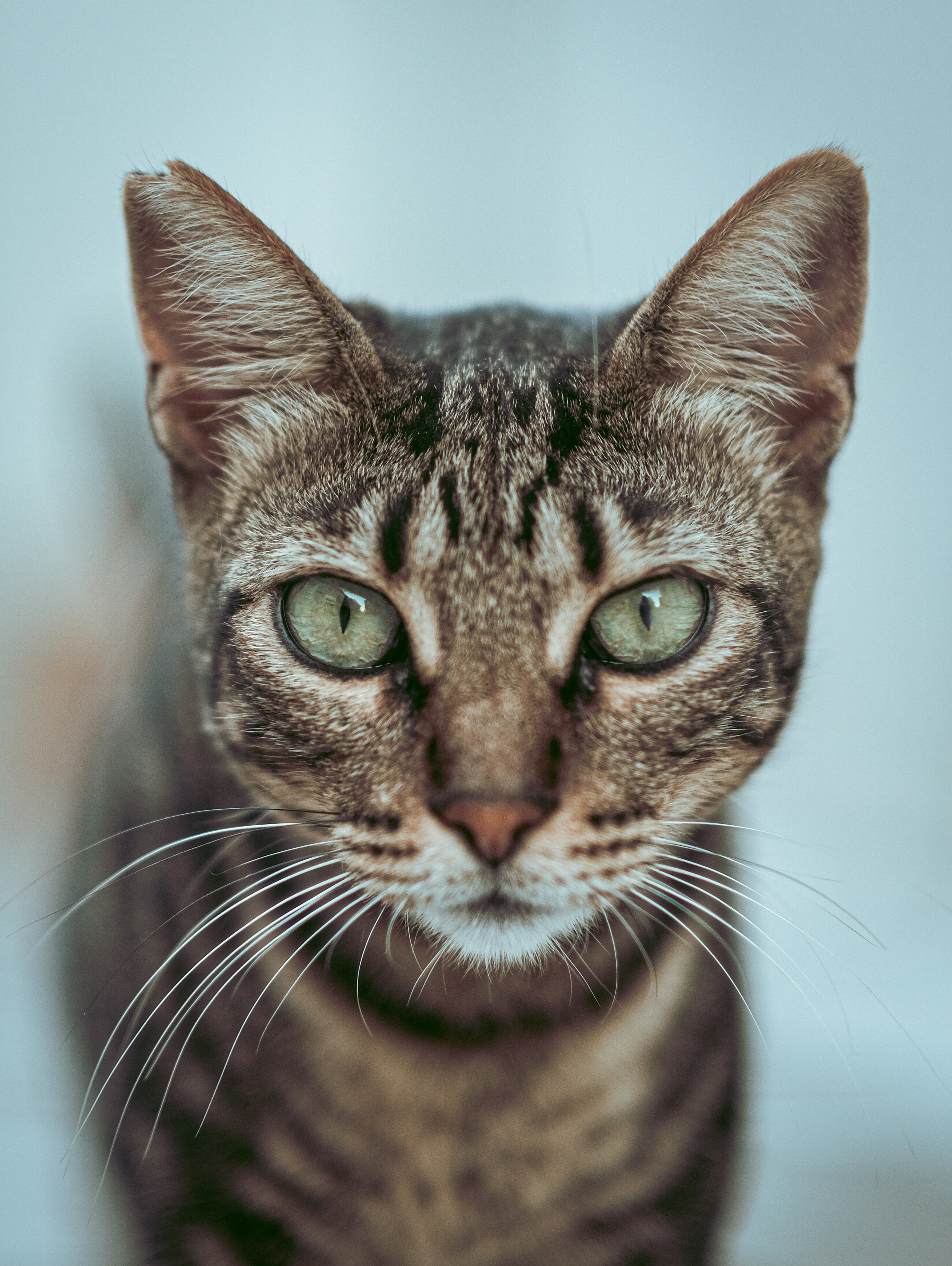 Stray Cats in Limassol | Cyprus 