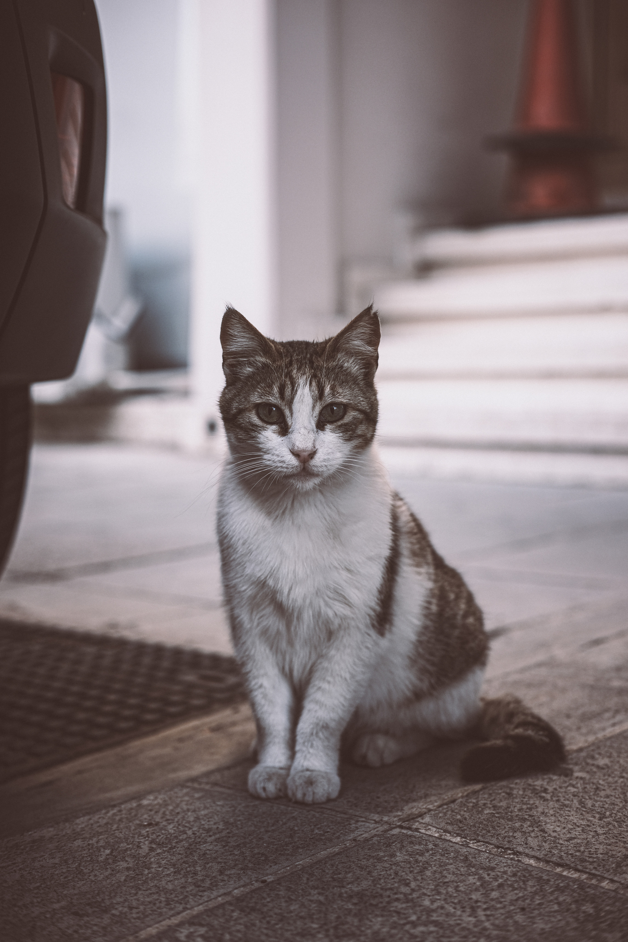 Stray Cats in Limassol | Cyprus 