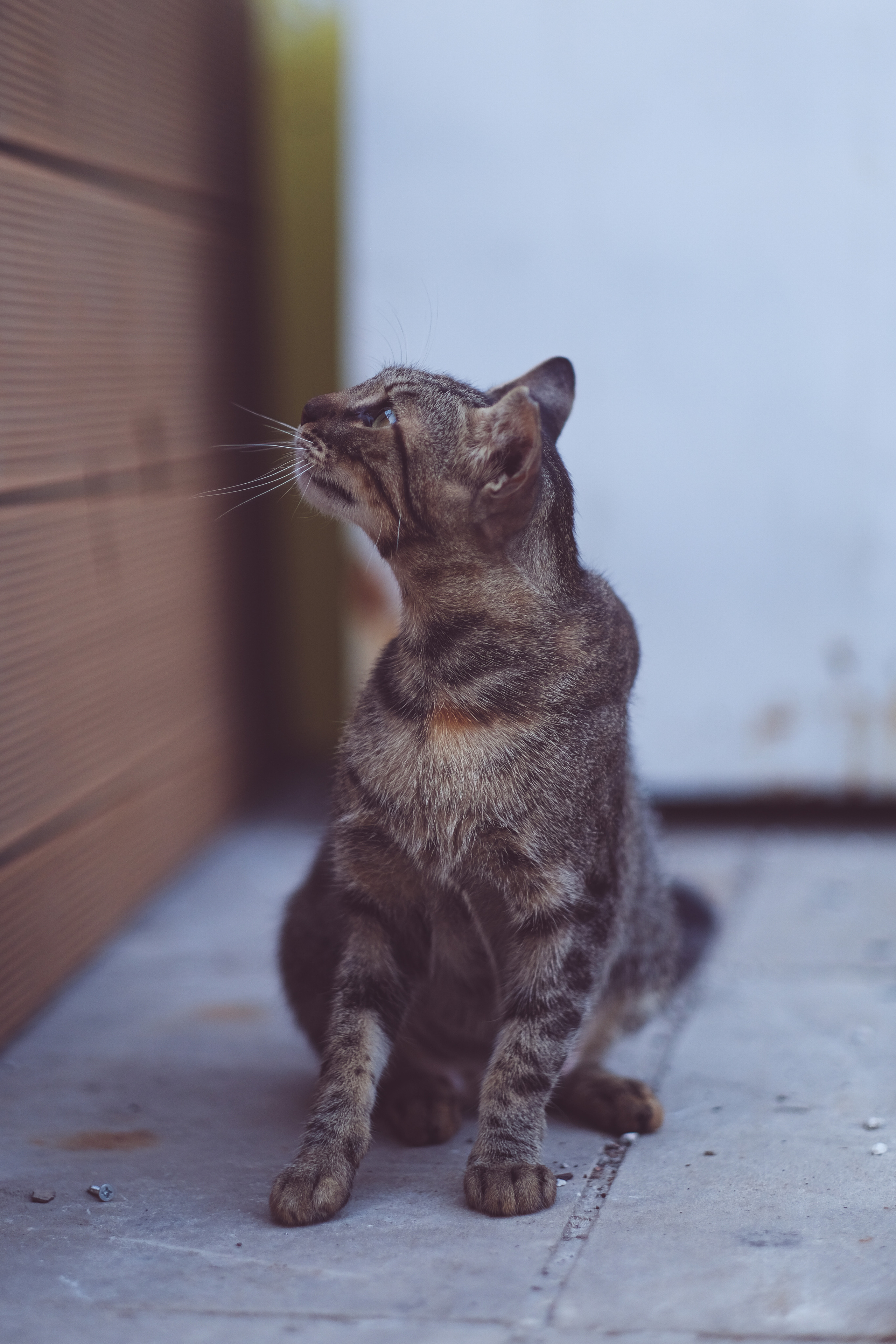 Brown Stray Cat in Limassol | Cyprus 