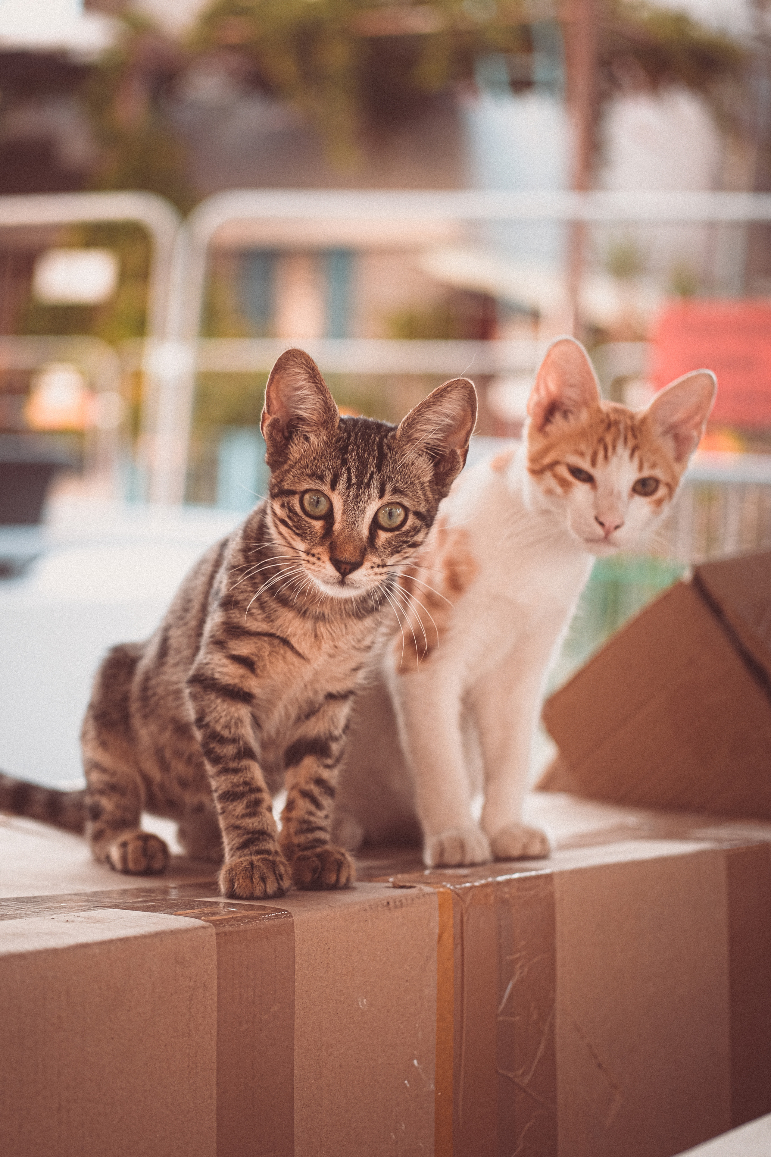 The Stray Cat Limassol | Stray Cats in Cyprus | Homeless Cat 🇨🇾 