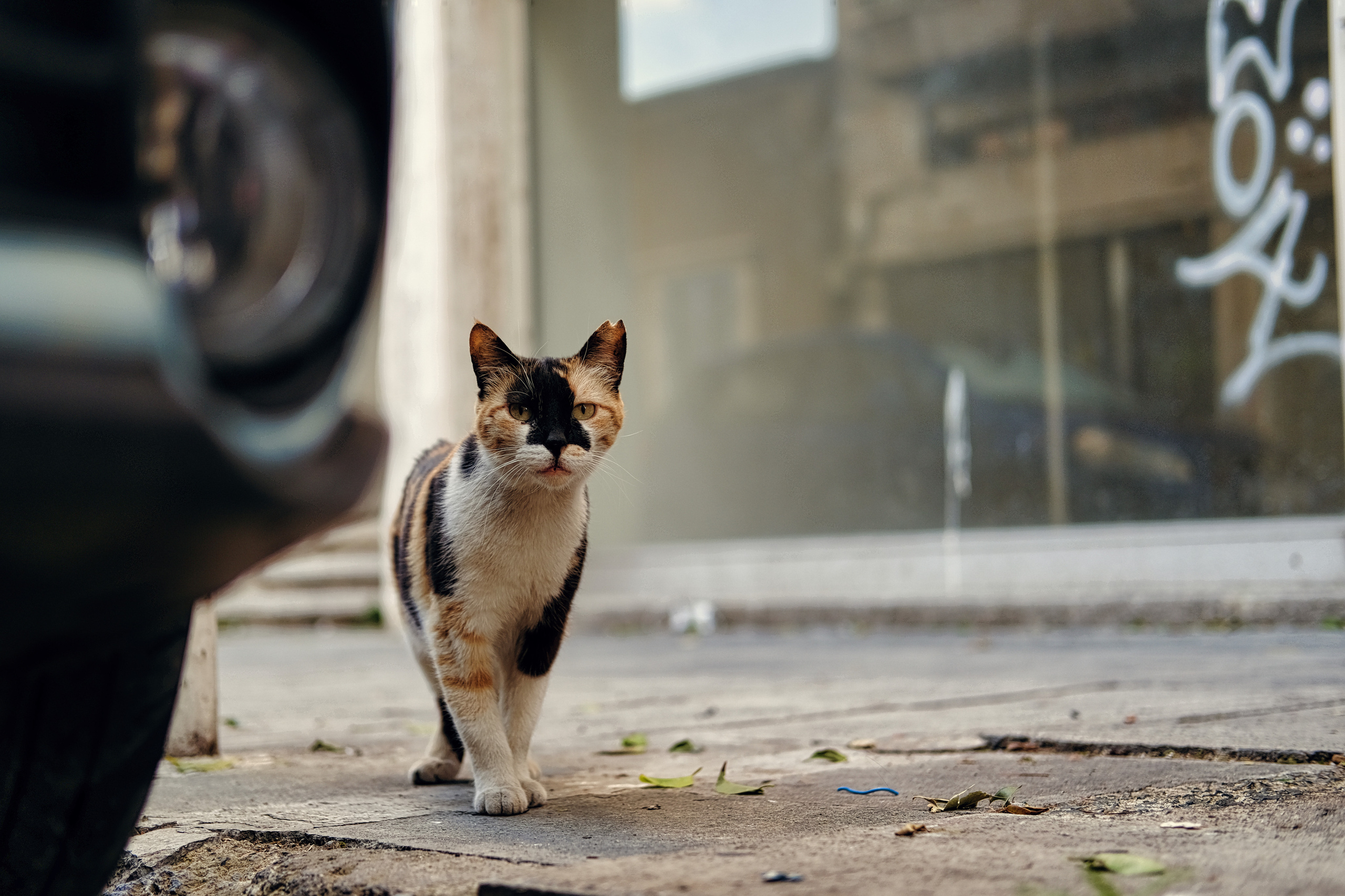 Stray Cats in Limassol | Cyprus 