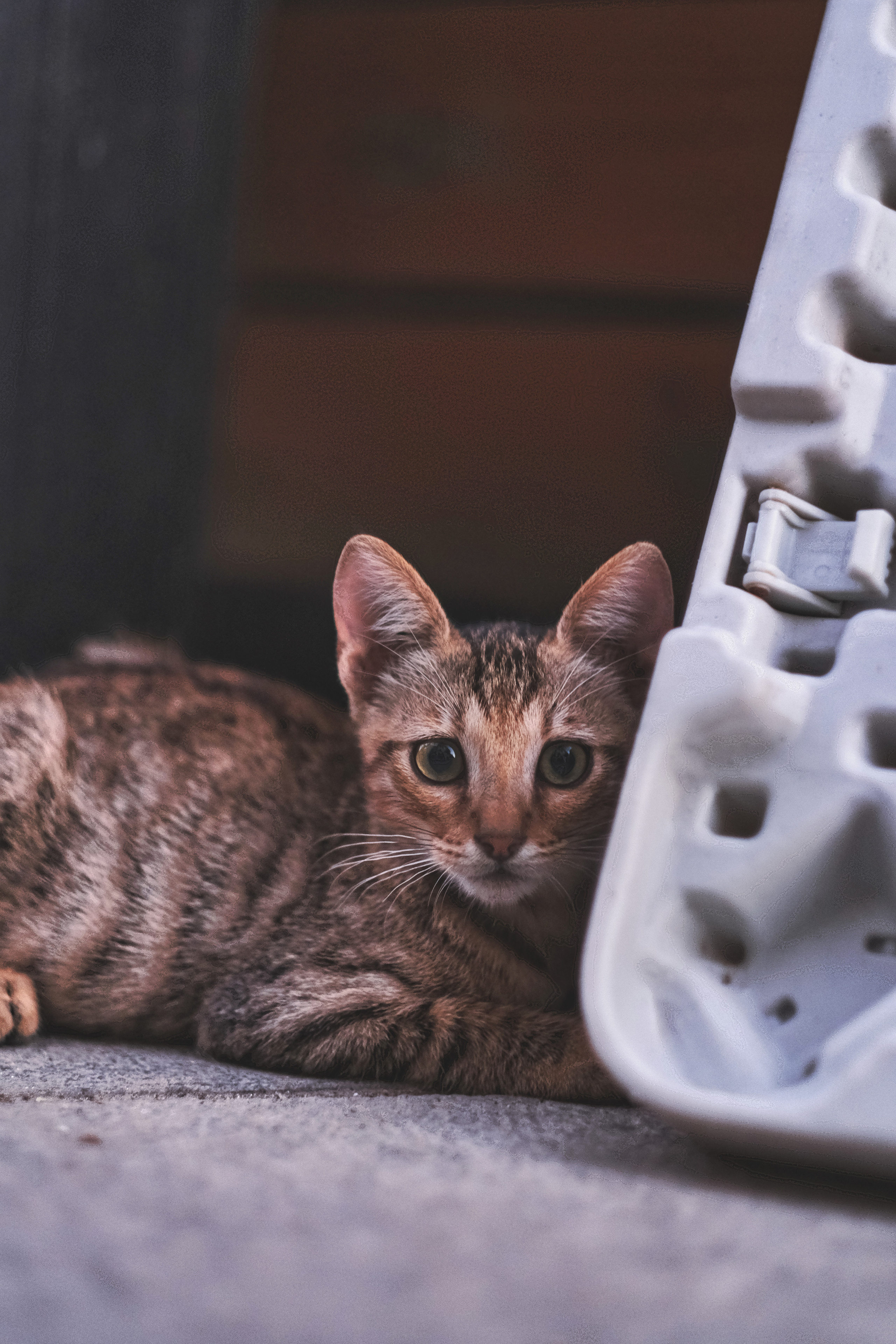 Stray Cats in Limassol | Cyprus 