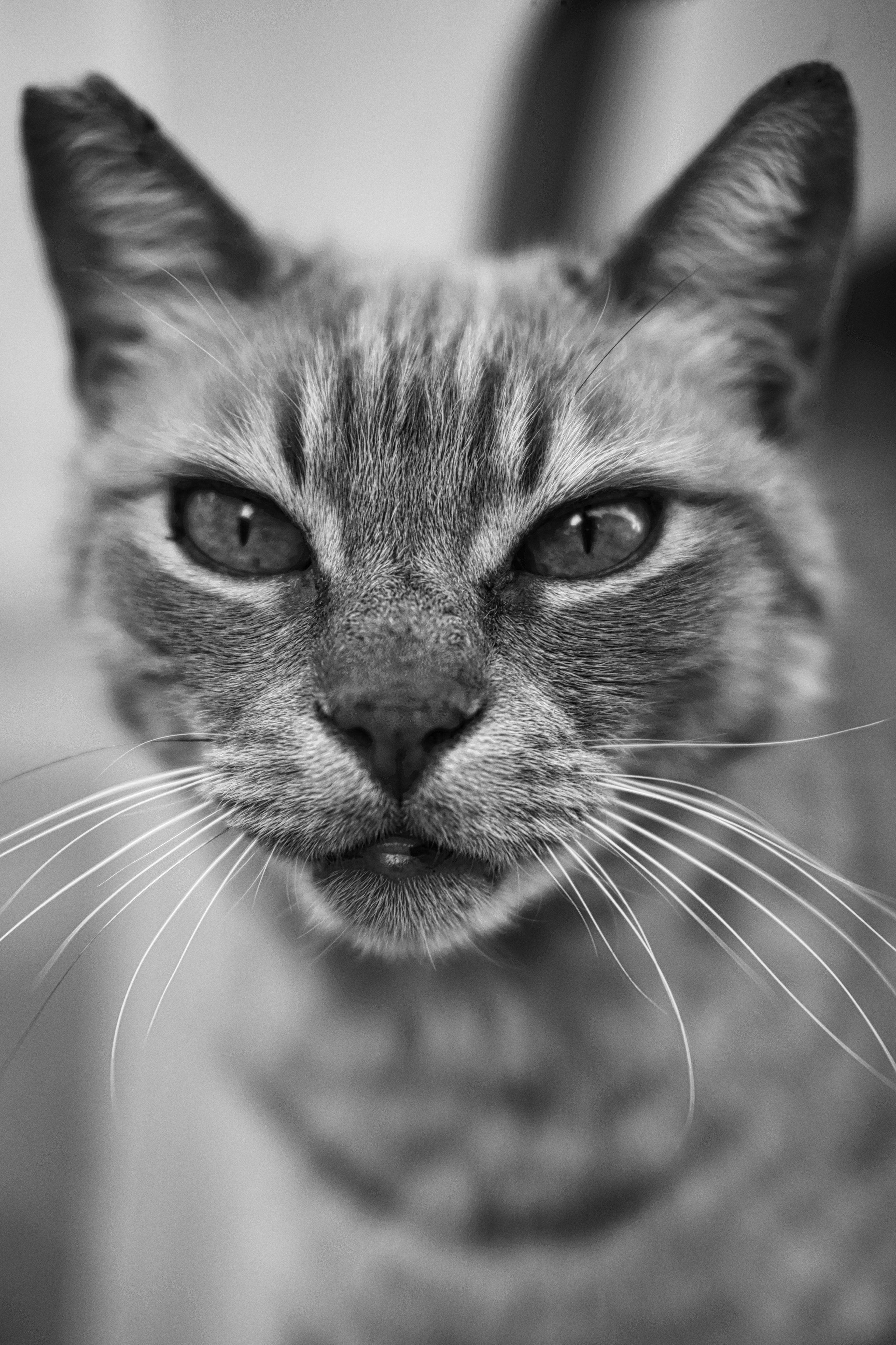 Limassol Street Cat in Black and White | Street Photography | Cyprus