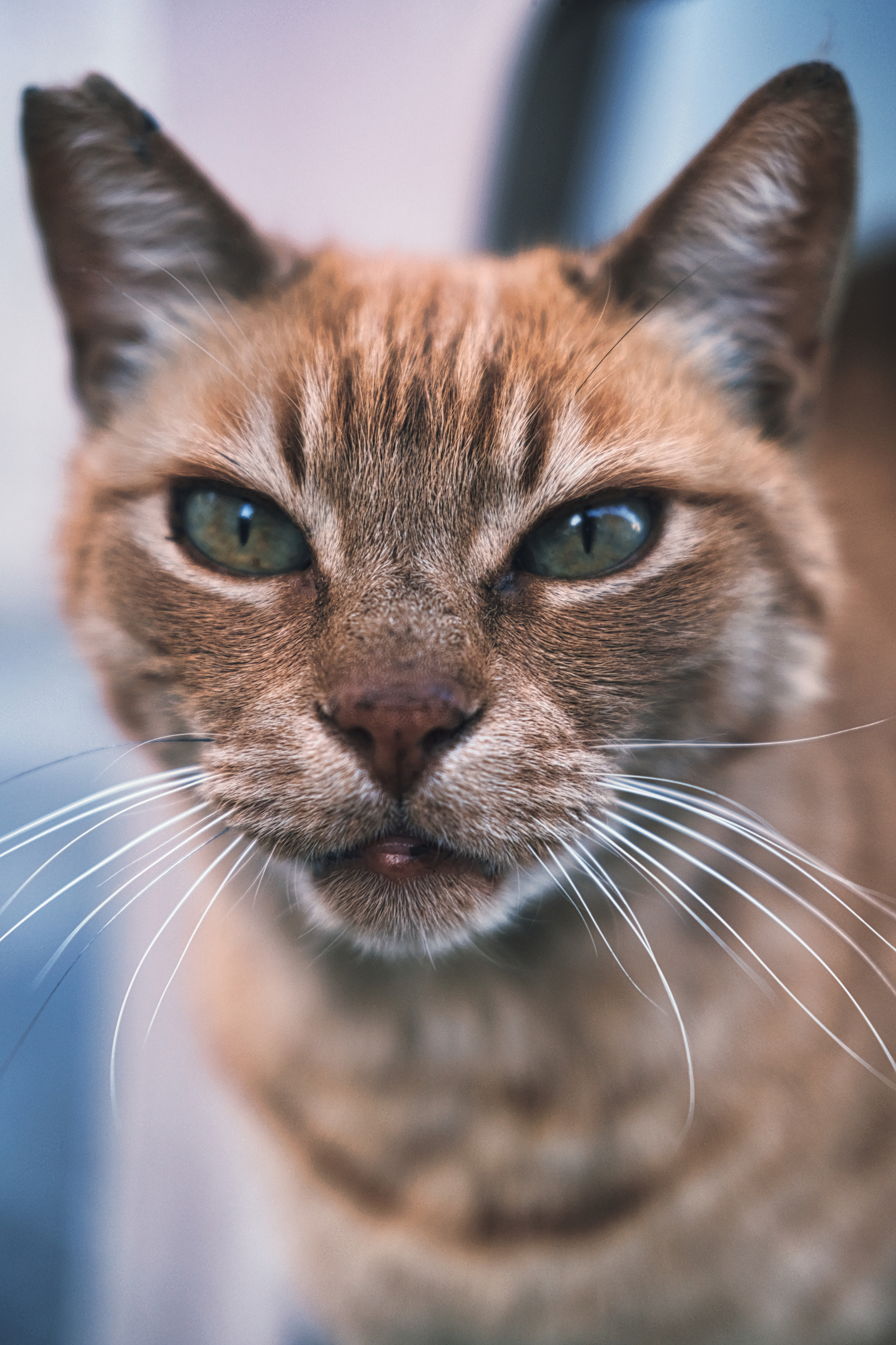 Street Cat | Limassol Street Photography | Cyprus | Yuko Photography