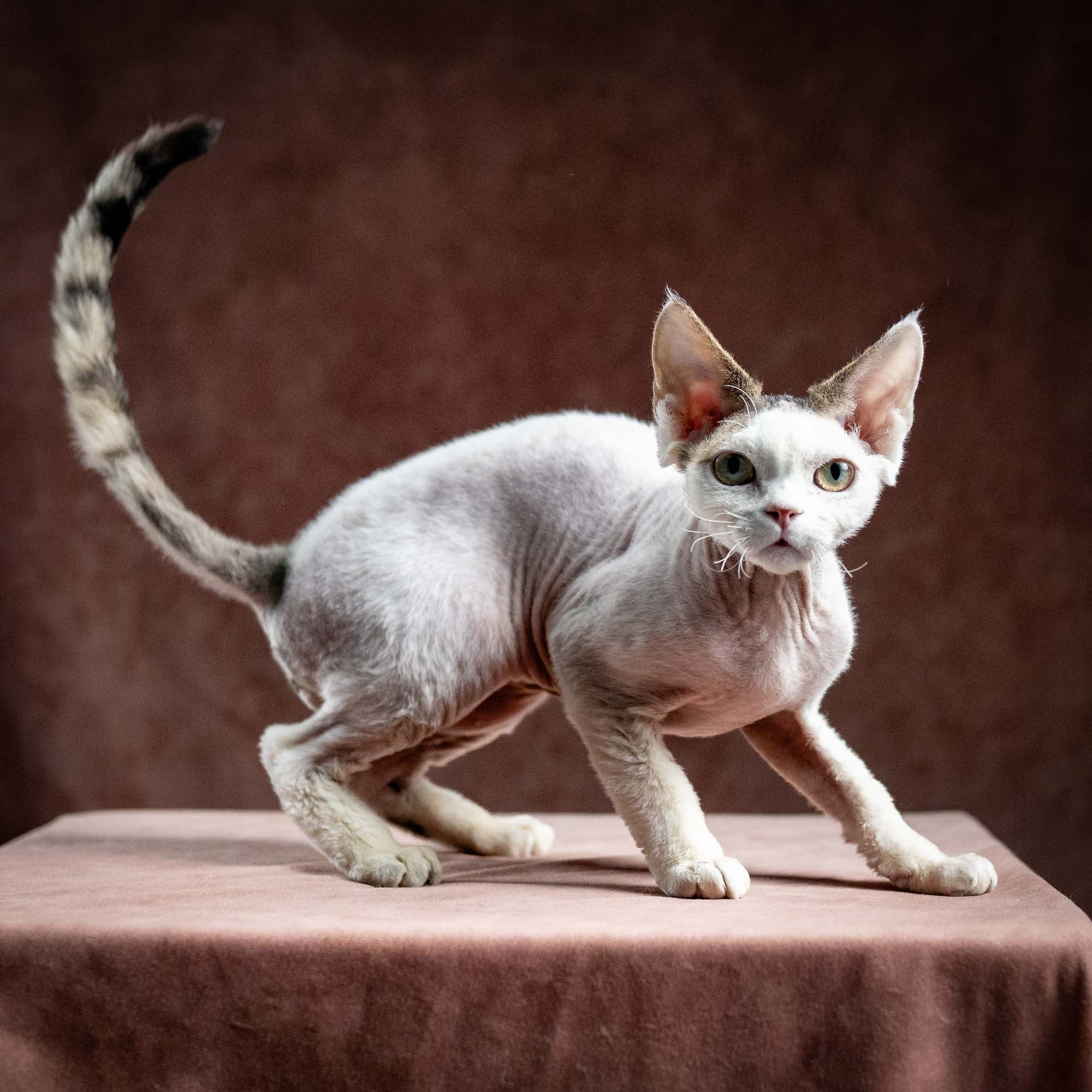 Oscar, boy, born 04.15.2025. Devon Rex Pixie Cattery