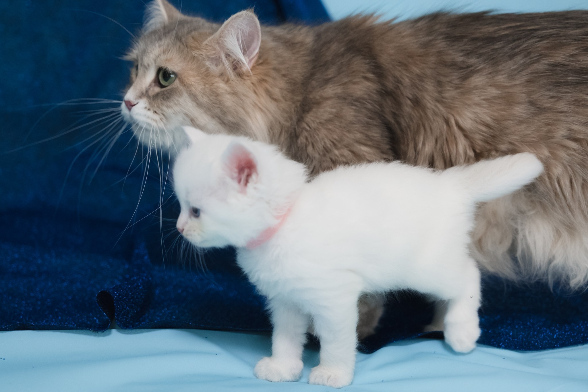 N-Arktur. SIBERIALIS: Katzenzucht von Sibirischen und Neva Masquarade Katzen