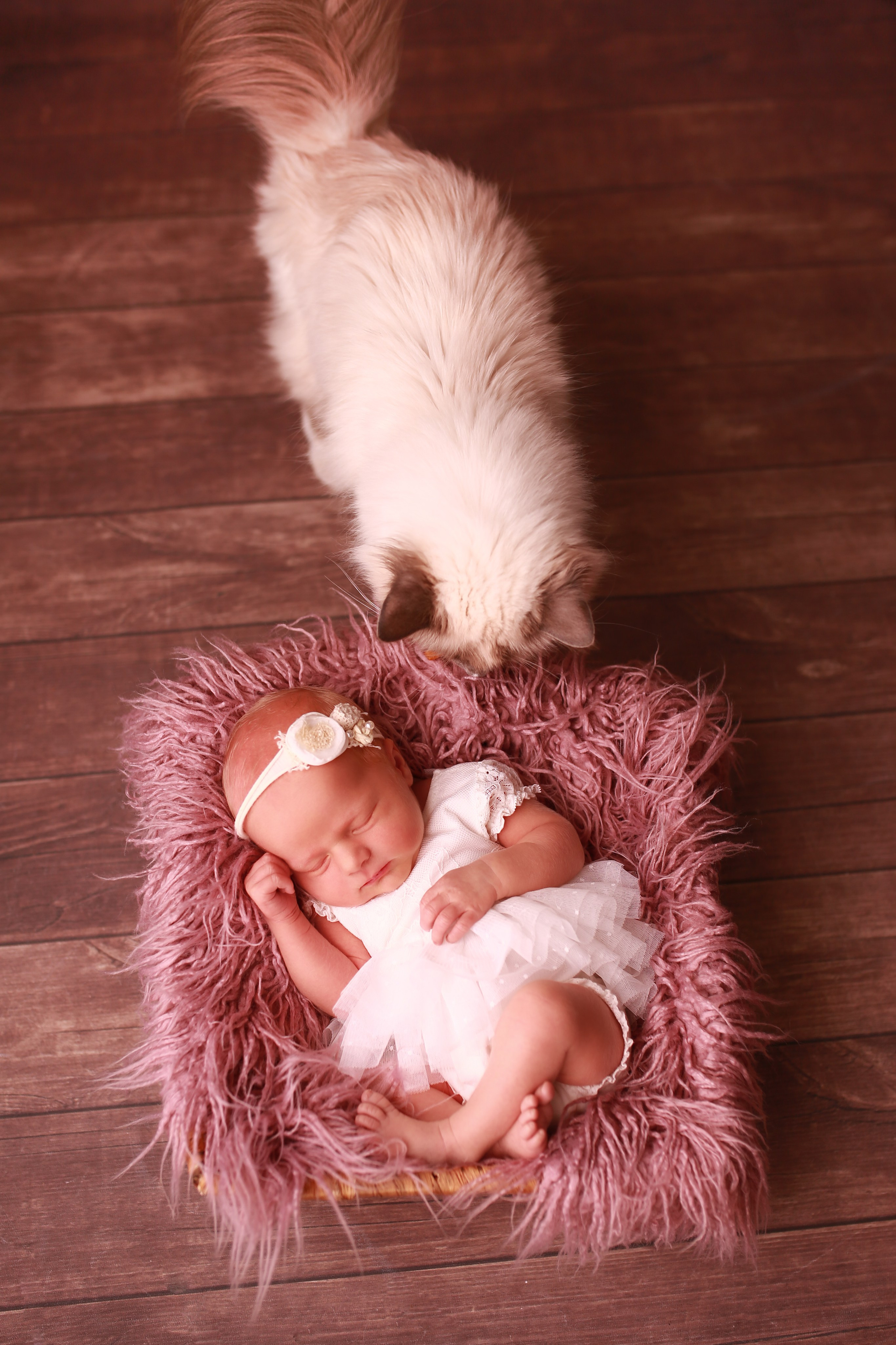 Neugeborene. Neugeborenen, Familien, Geschwister Fotografin aus Delmenhorst
