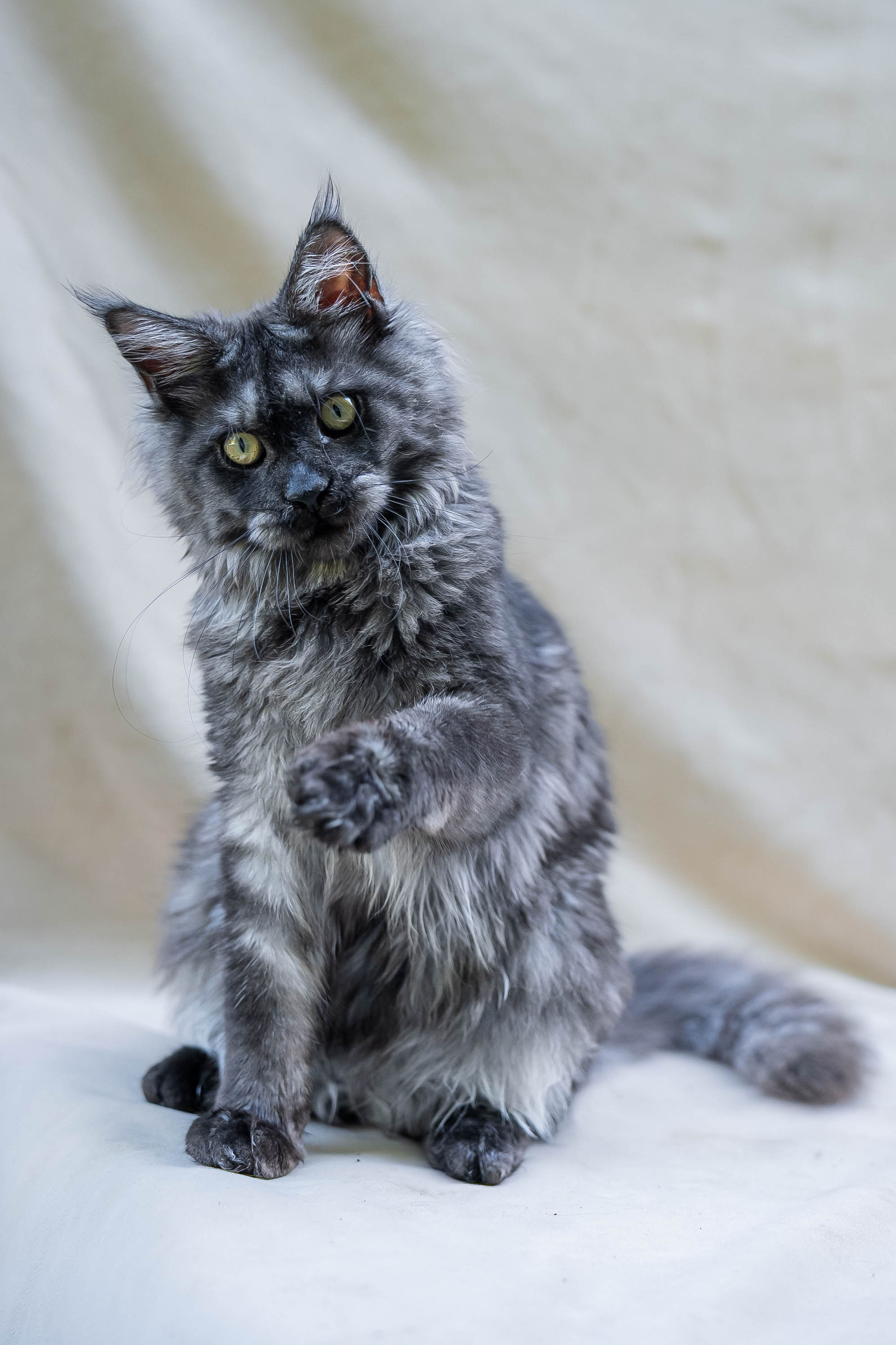 Senator Luna. Senator Cat — Maine Coon cattery
