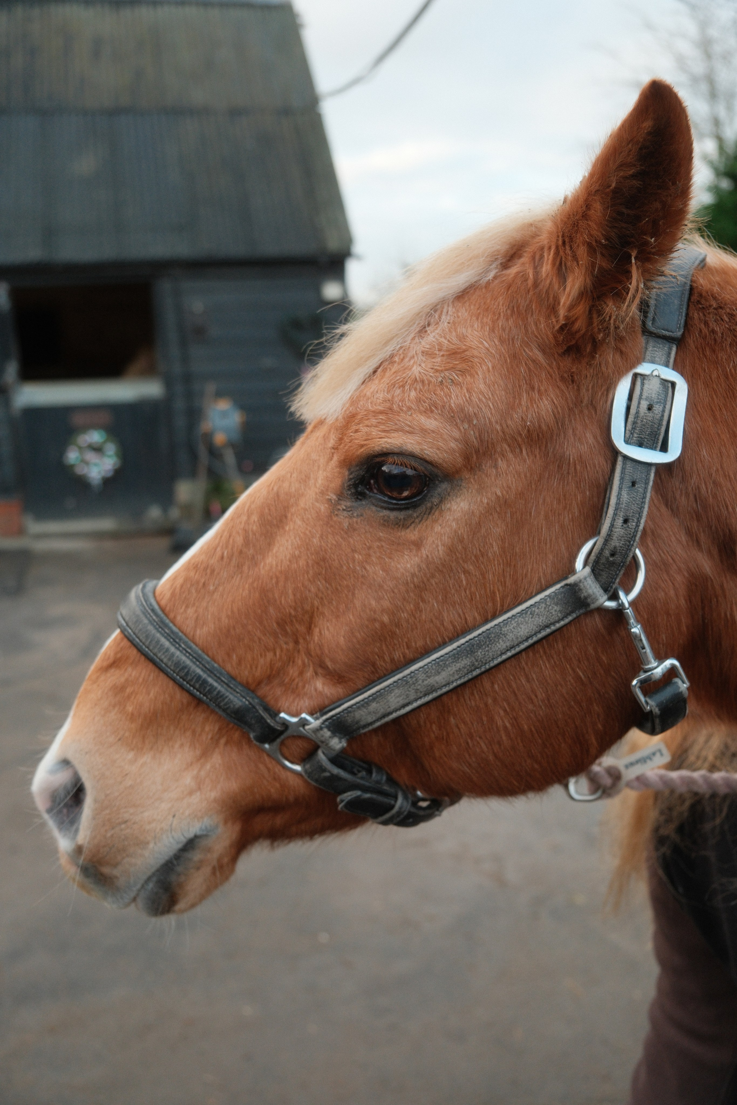 Portrait photography with Fudge the horse. Cal Takes Photos