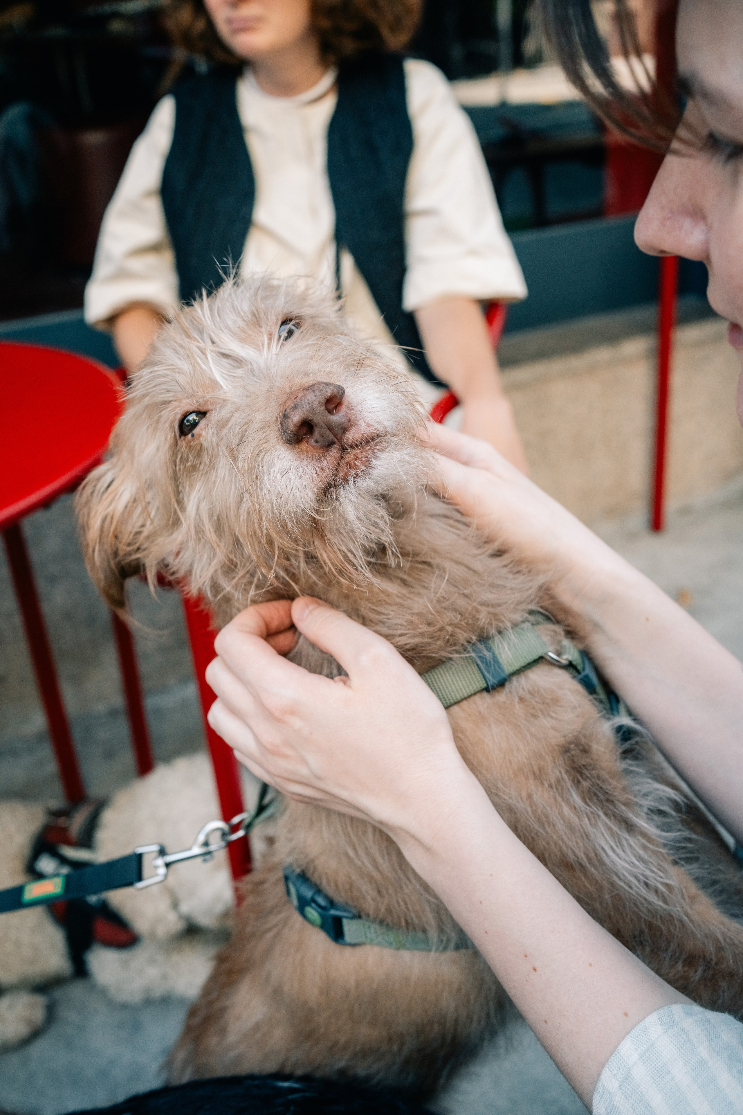 Yana & Pedro & Doggos. Maria Sher. Professional photographer from Porto, Portugal