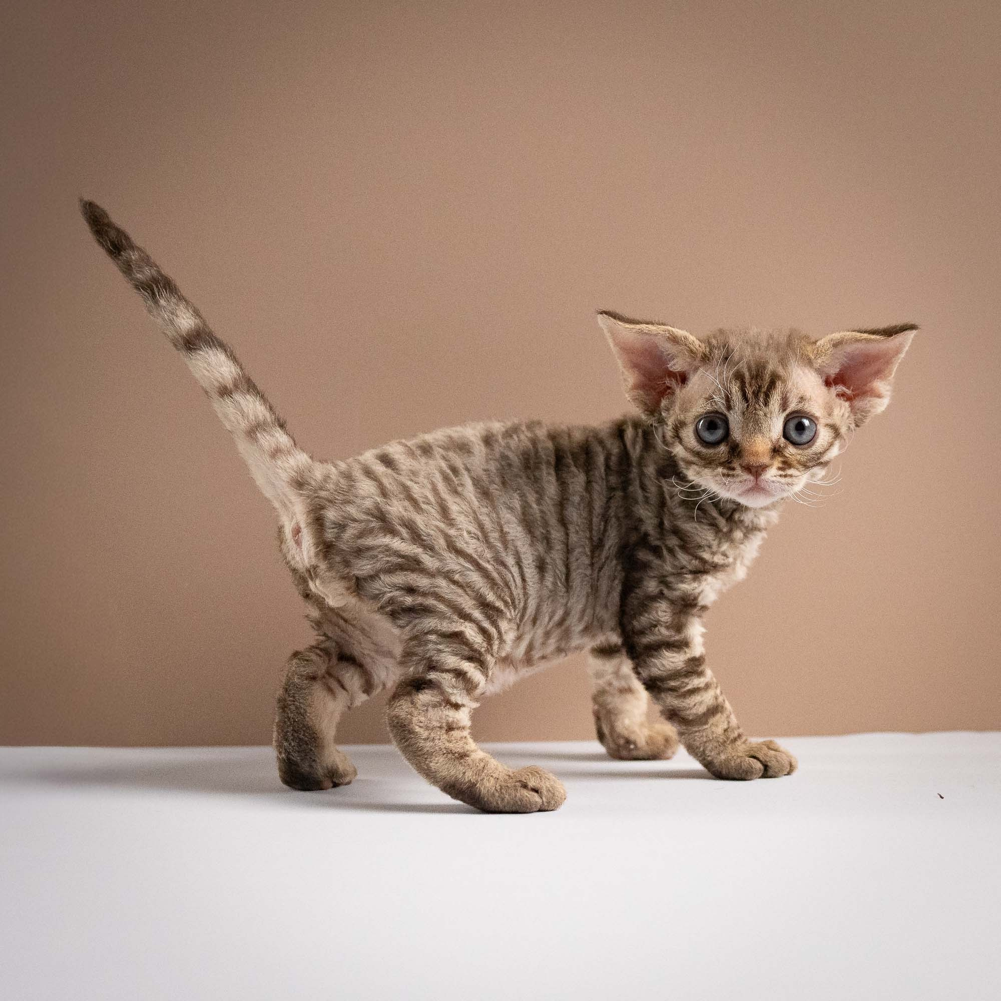 Ostap, boy, born 02.08.26. Devon Rex Pixie Cattery