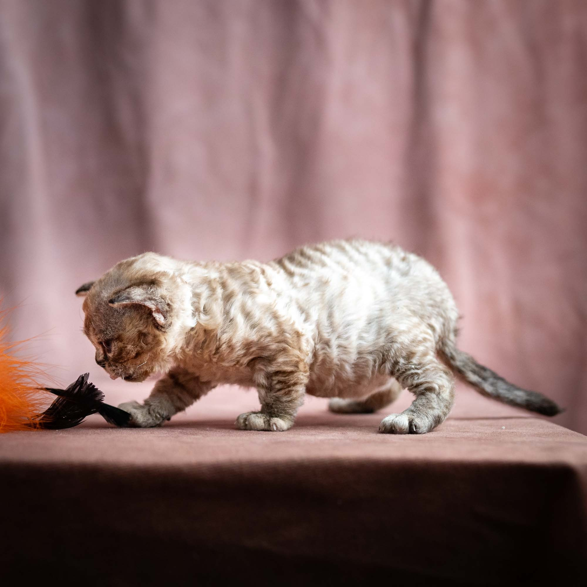 Remy, boy, born 05.08.26. Devon Rex Pixie Cattery