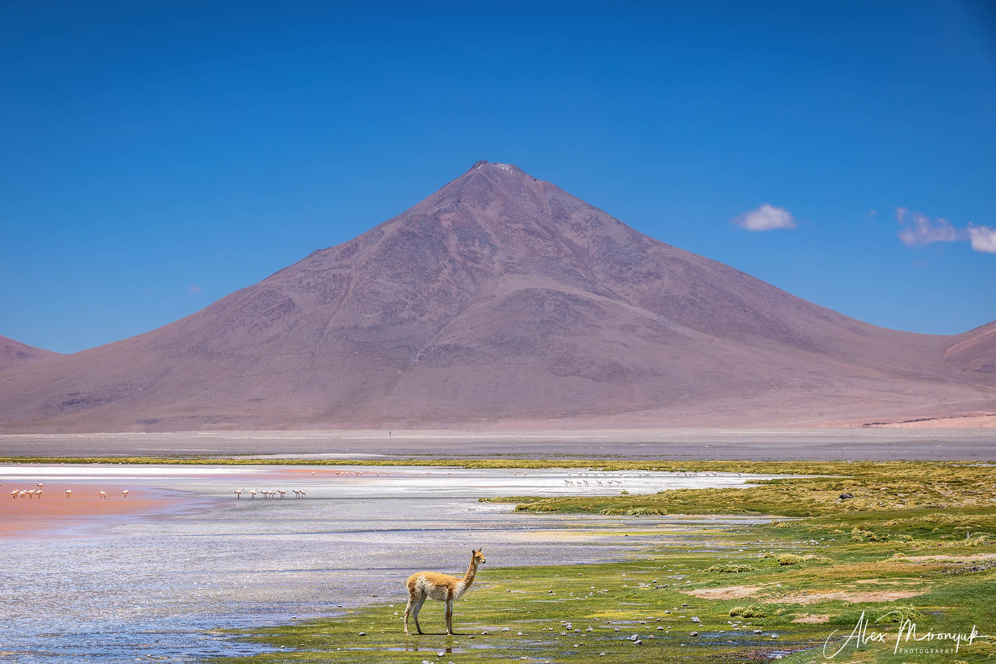 Bolivia Adventure — 2025. Pet, Senior, Landscape, portrait studio, photographer in Miami and Sou