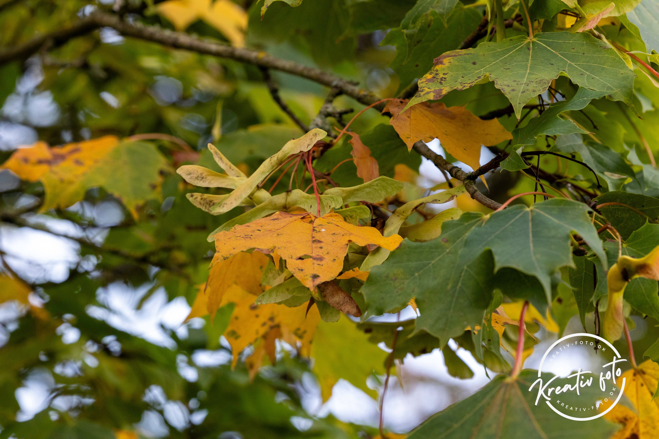 Efterår. Fotograf Aarhus | Portrætfoto Århus | Flotte billeder