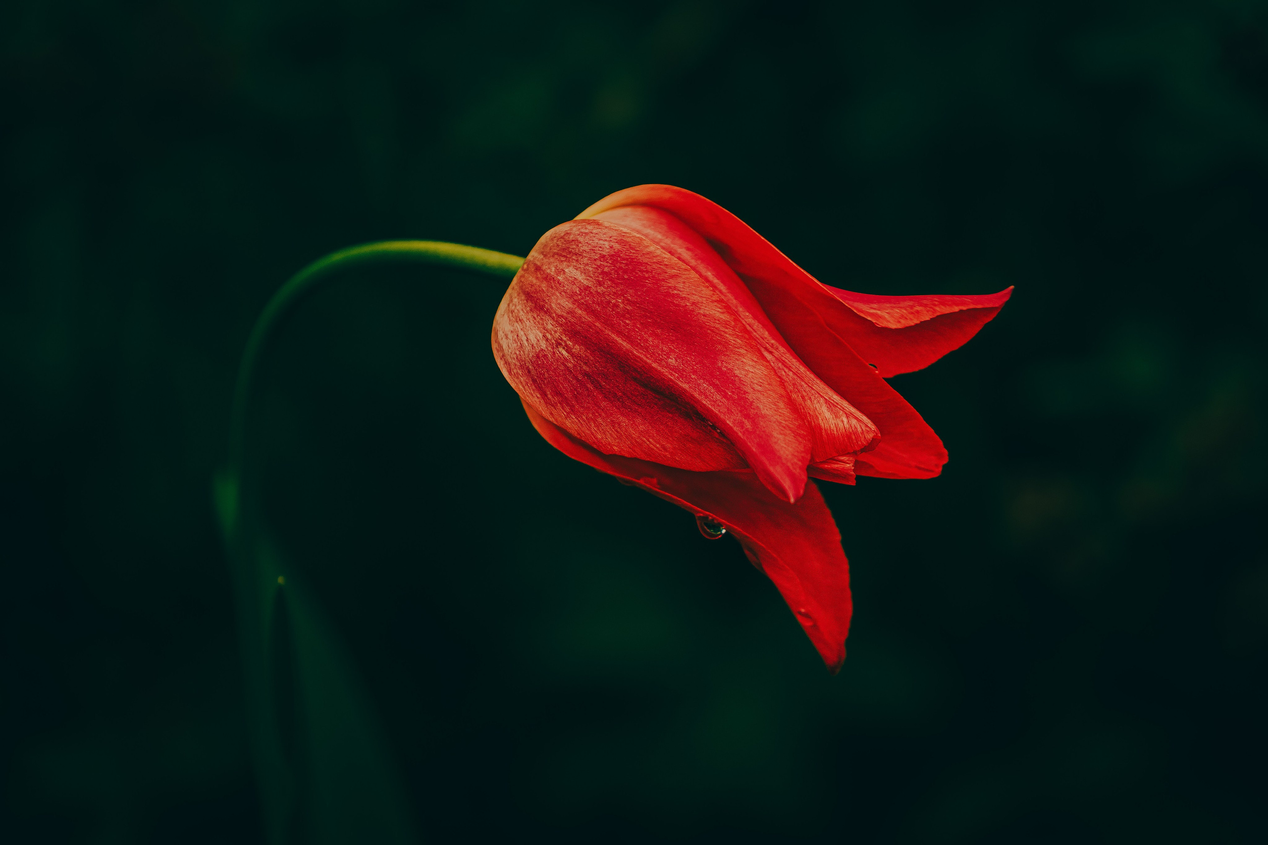 Portret bebeluș la botez realizat de Mitroi Iulian