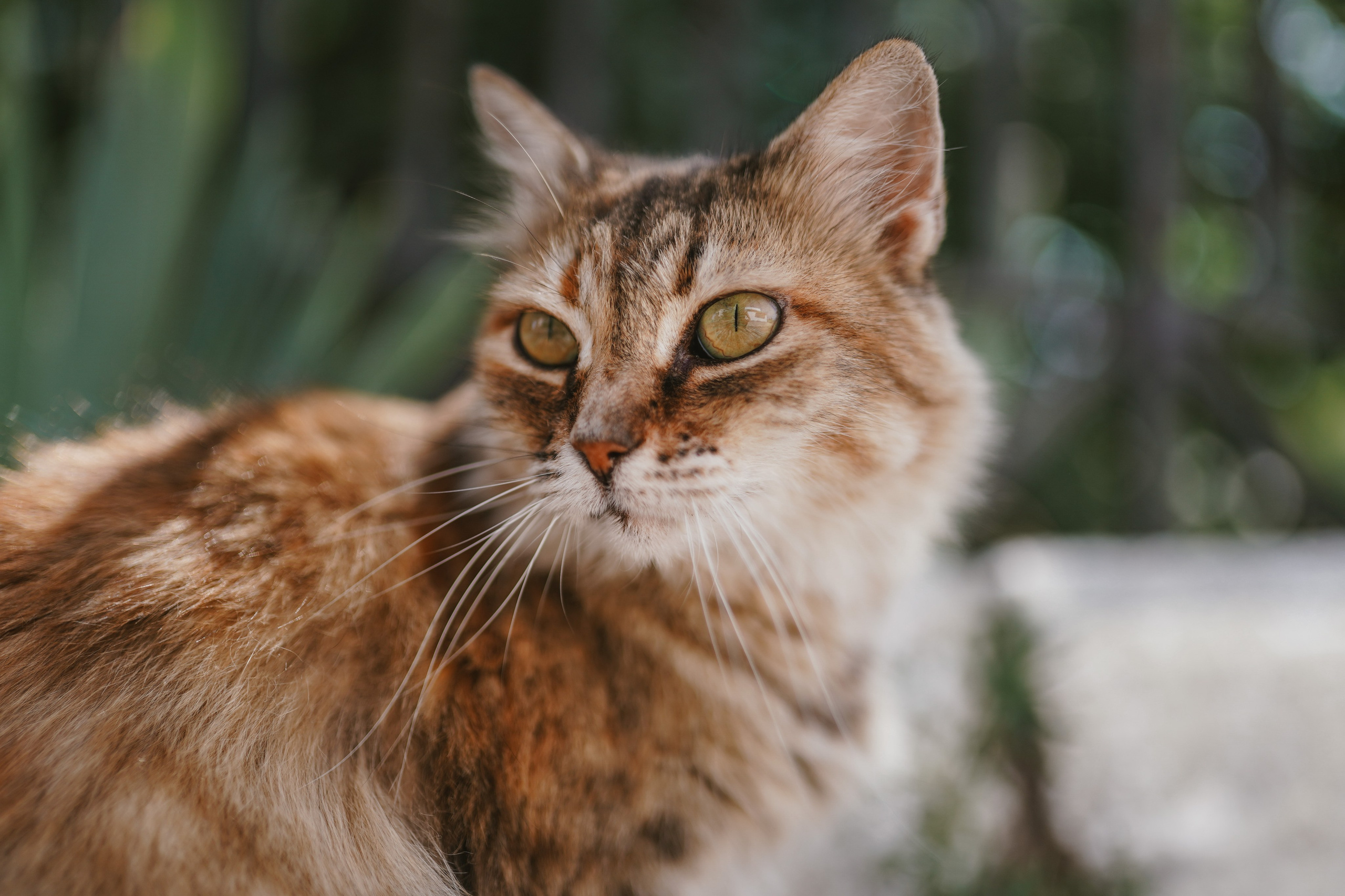 Кот шпедингера. Стрит-фотография, полная абсурда, идиотизма и красоты