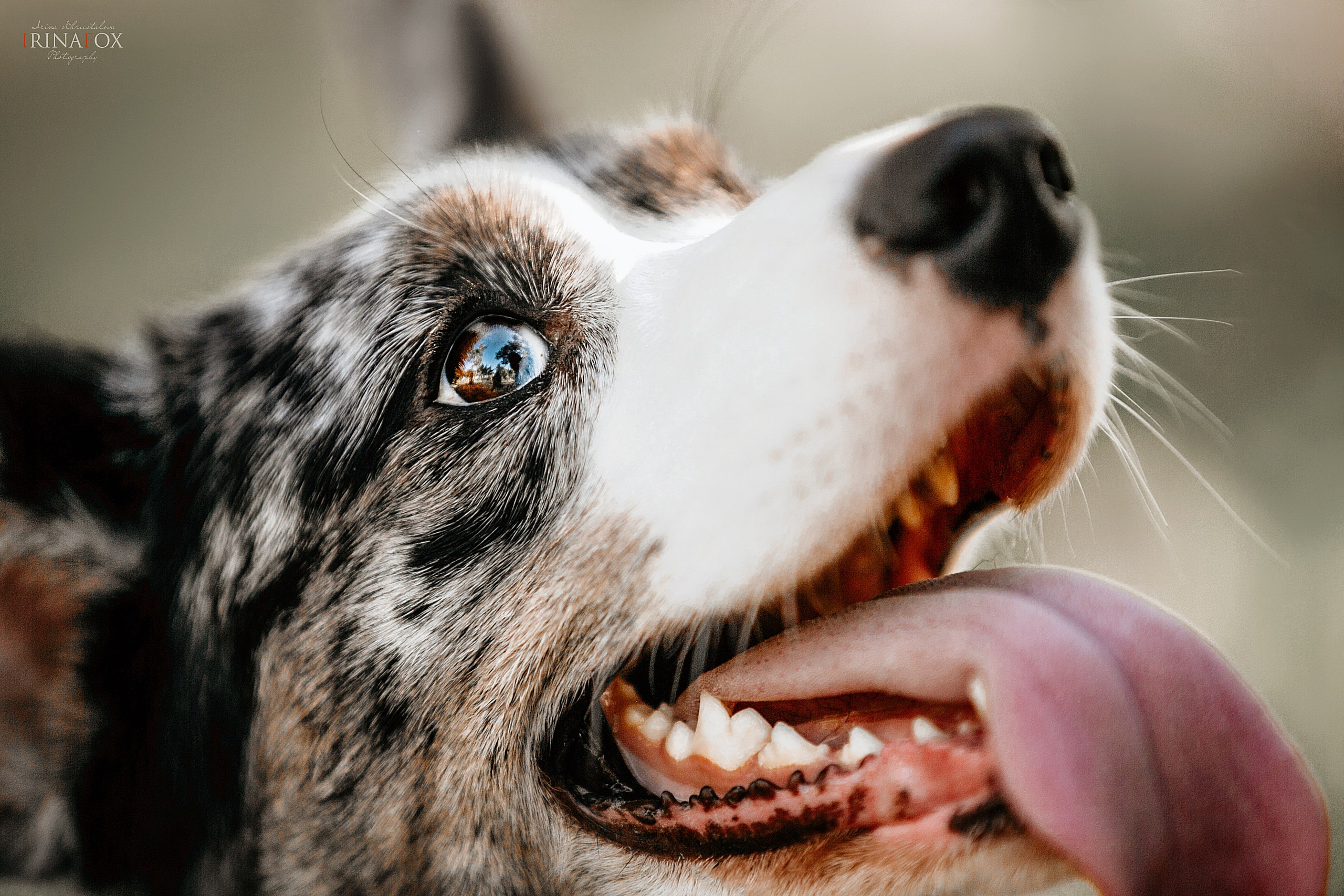 Порт анімал общ. Репортажний фотограф/анімаліст КИЇВ