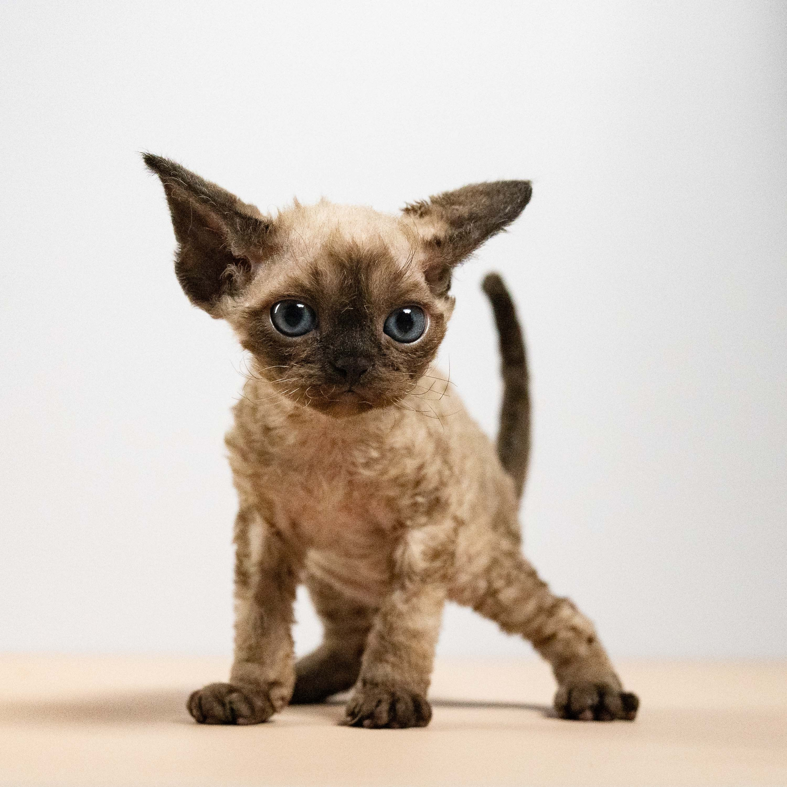 Leo, boy, born 12.20.2025. Devon Rex Pixie Cattery