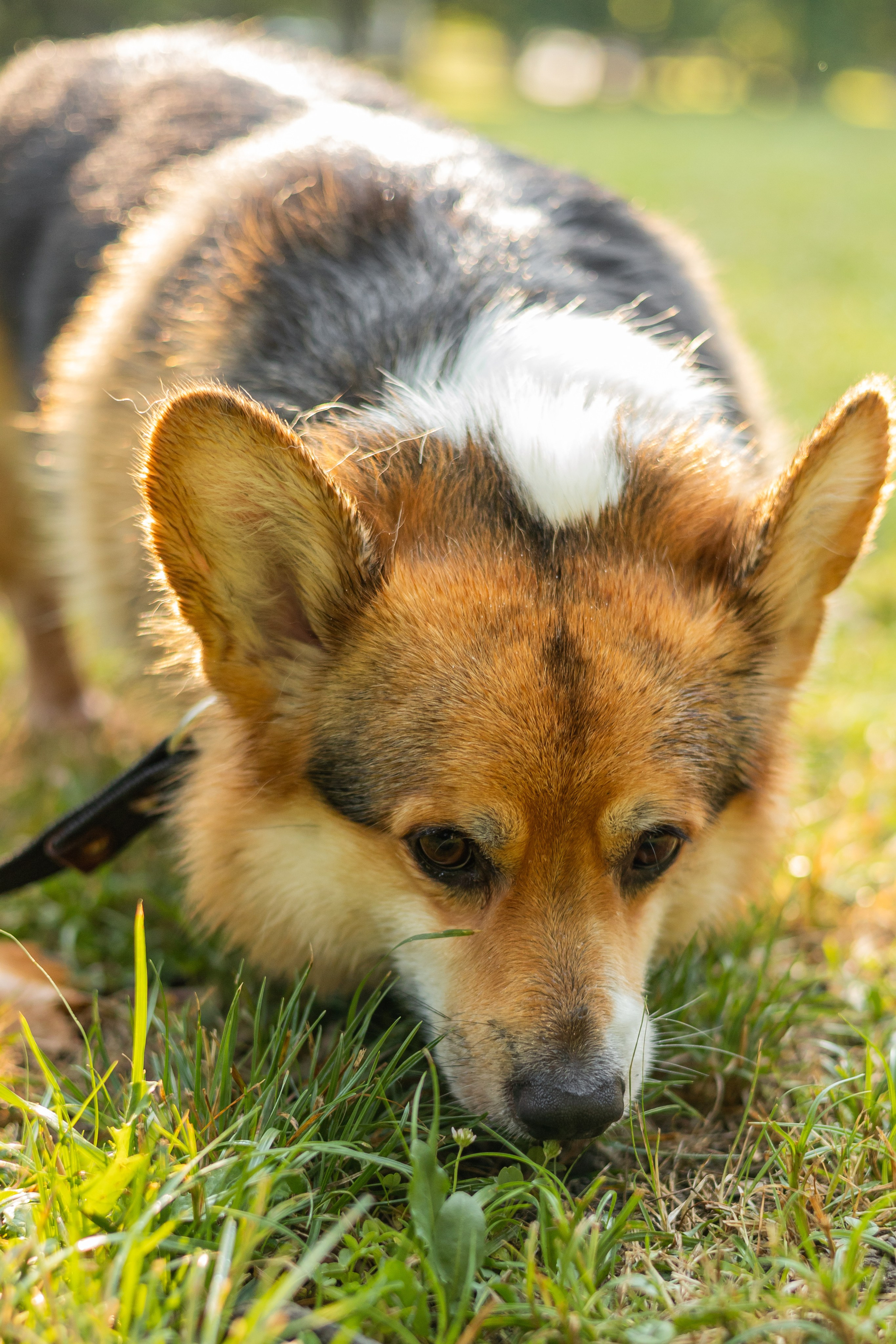 Мария и Санти. Фотограф-анималист | Белград
