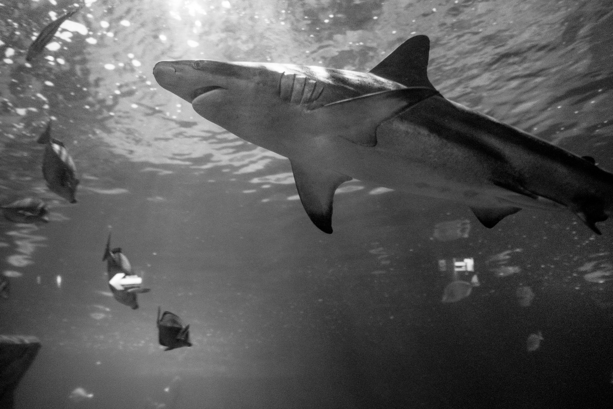 Ricardo & Bere. Wedding and family photographer in Mexico City