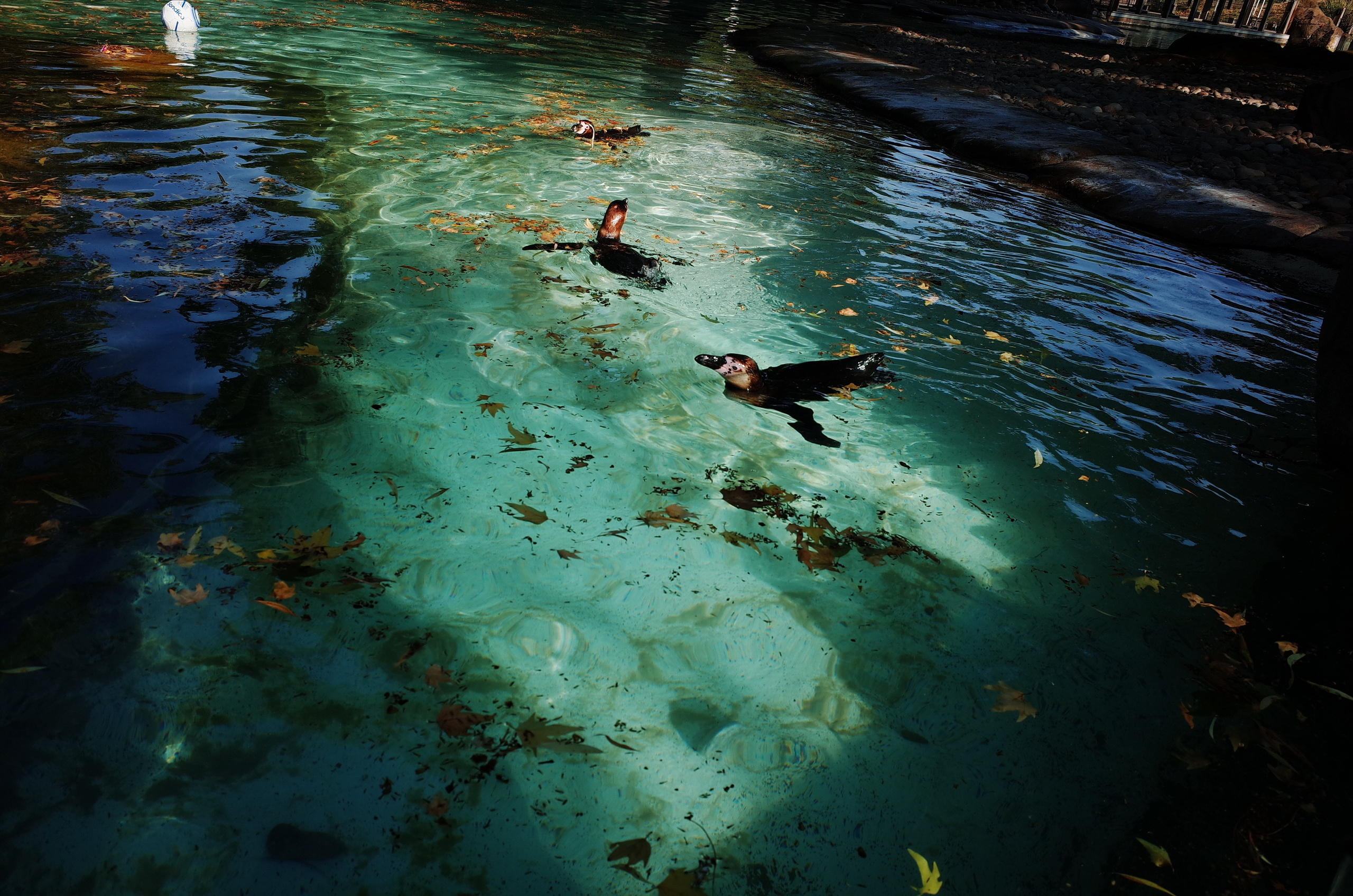 Little penguins. London zoo. Victoria Dini Photography