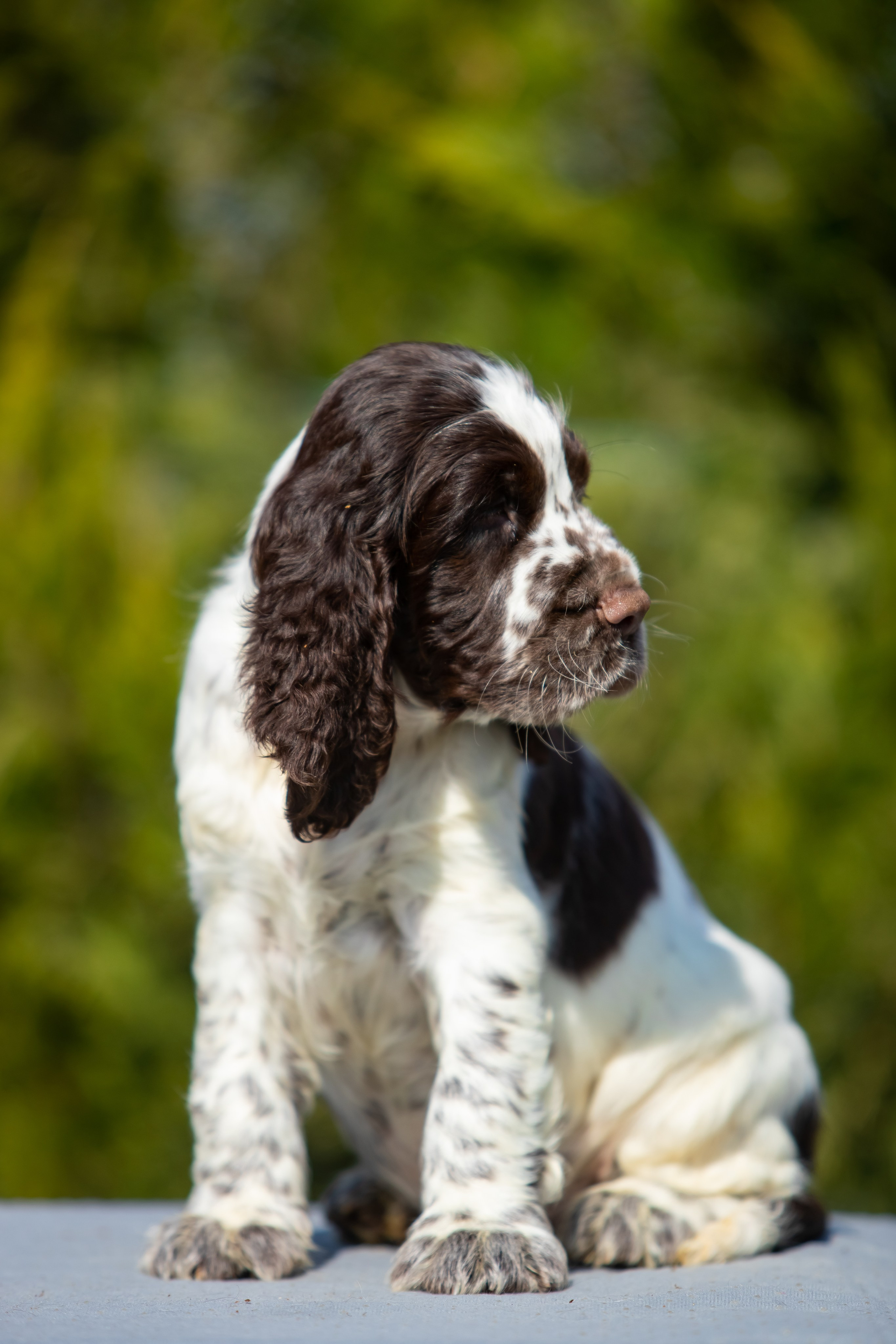 Male — Blue collar 💙. Website of the titled stud dog of the Springer Spaniel breed