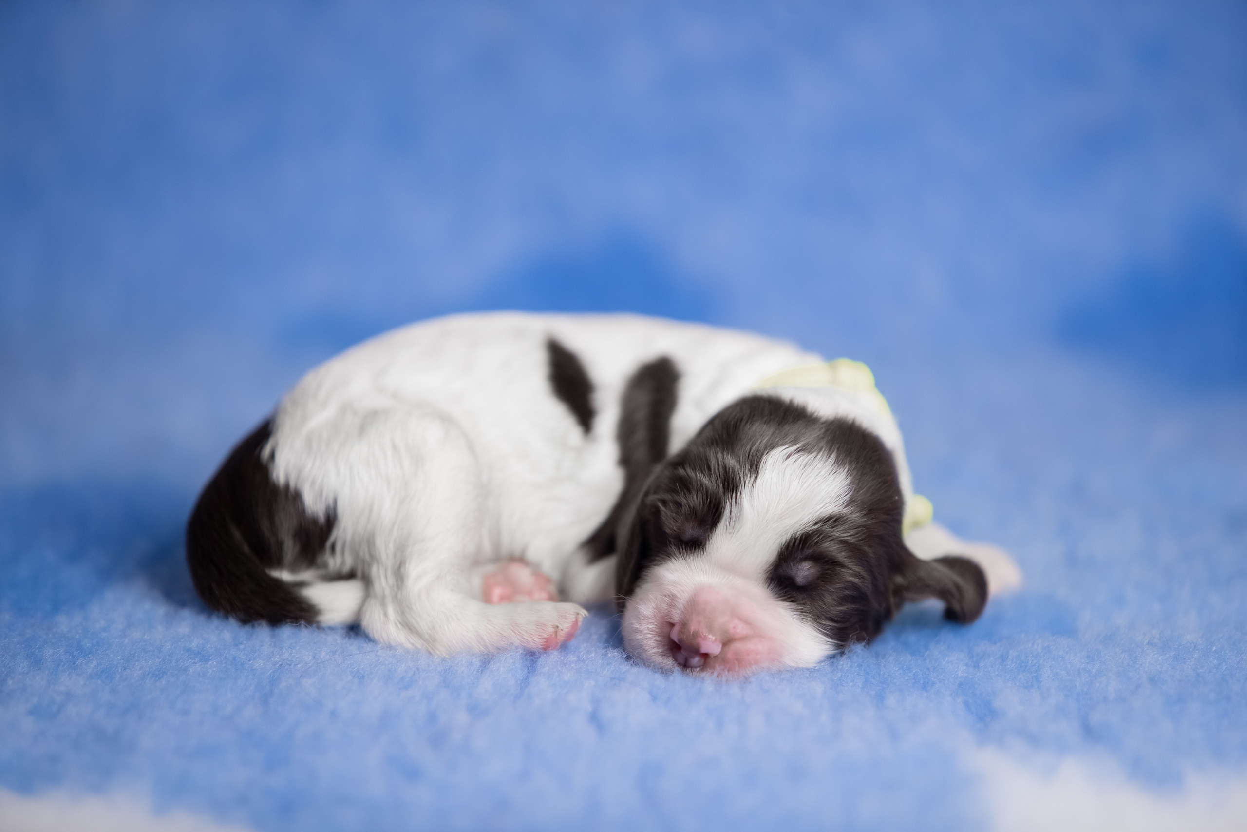 Male — Yellow collar 💛. Website of the titled stud dog of the Springer Spaniel breed