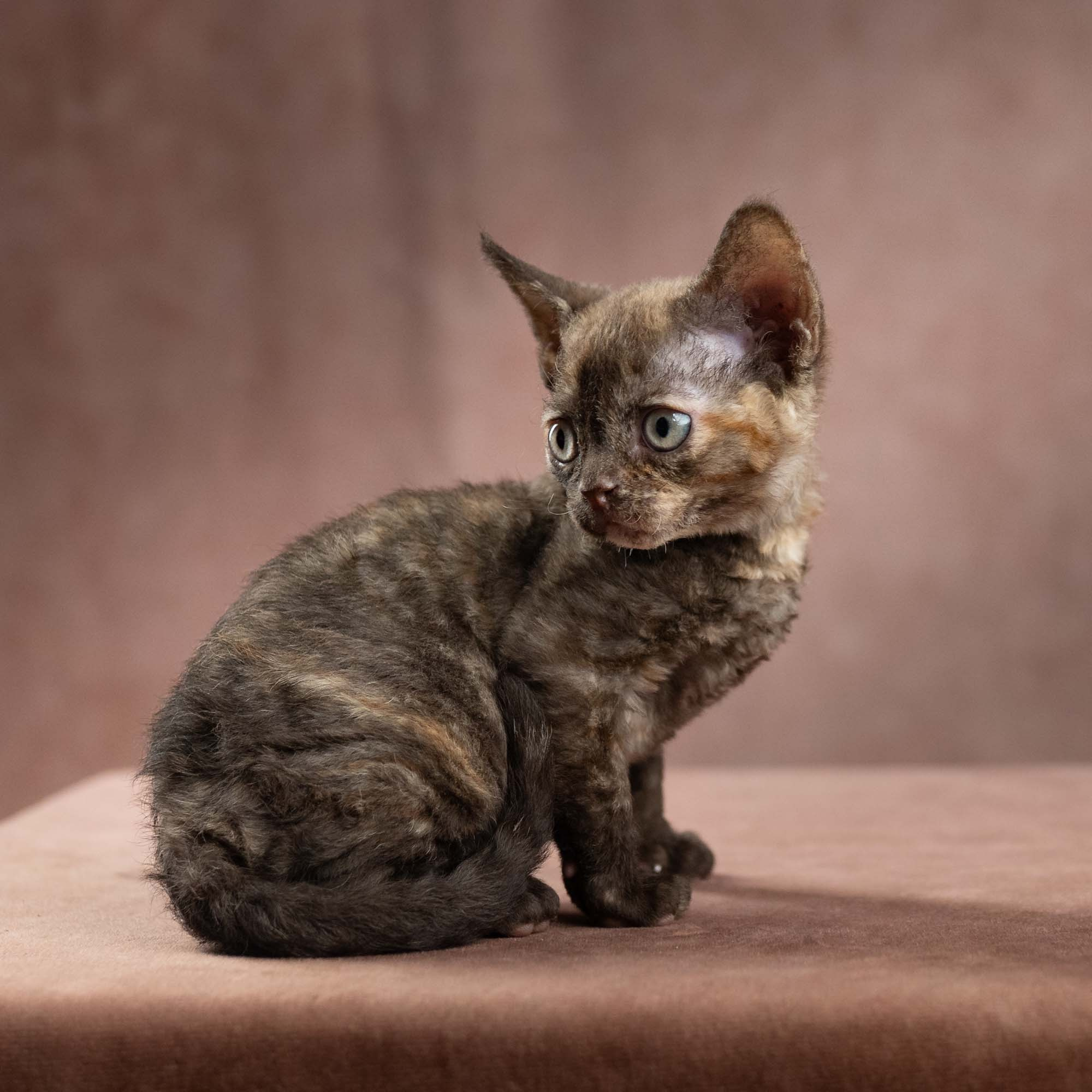 Dory, girl, born on 06.06.24 SOLD. Devon Rex Pixie Cattery