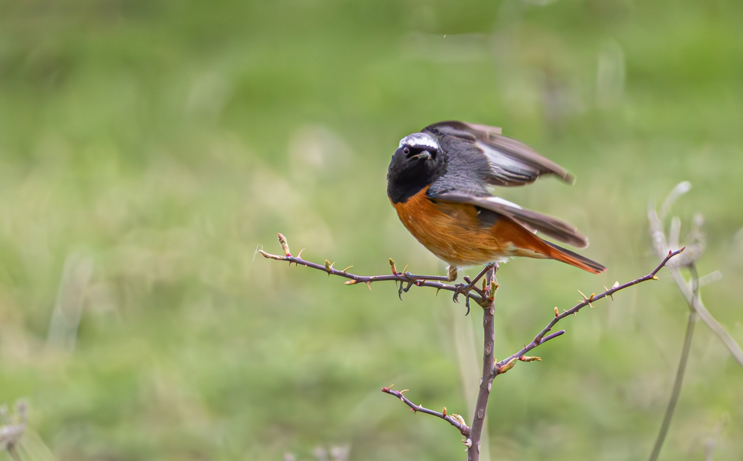 საგაზაფხულო გასეირნება წავკისისწყალის ხეობაში. FramefreeMan