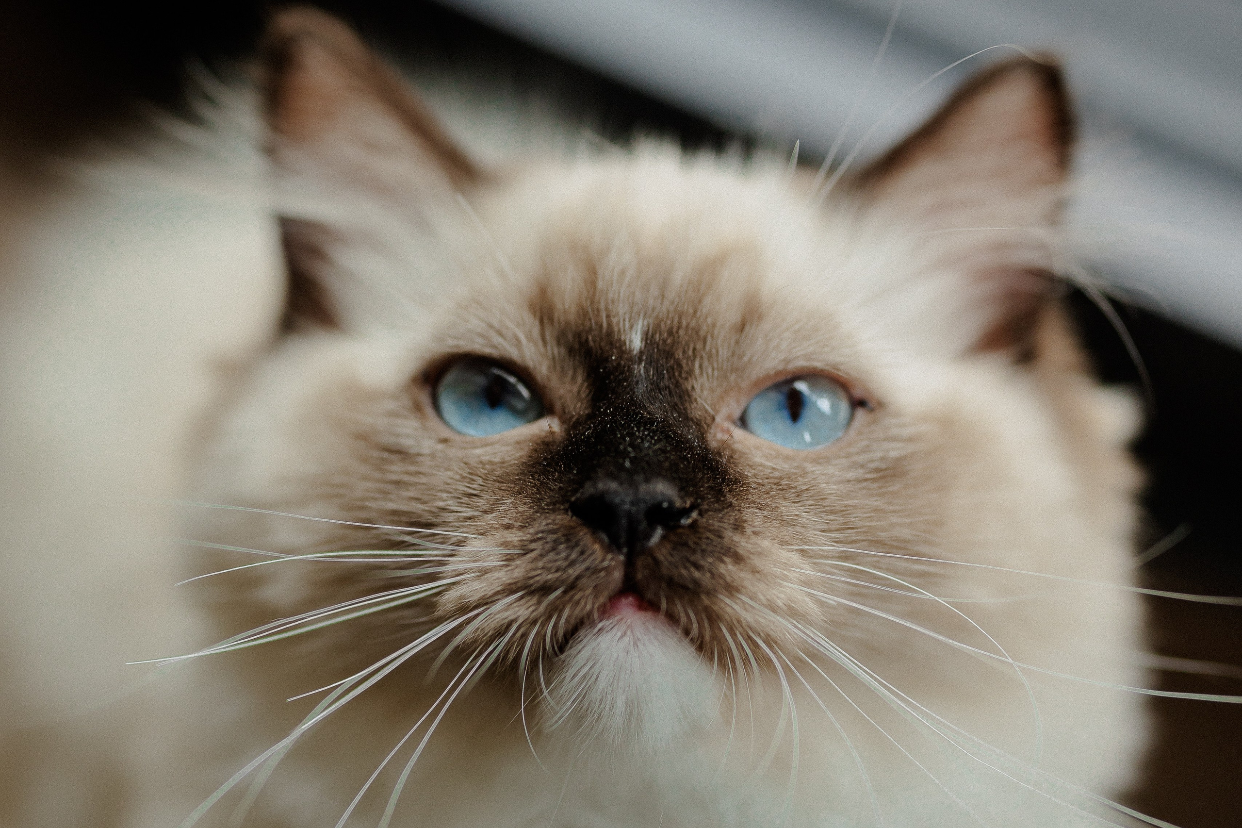 Wedding in Prague’s heart