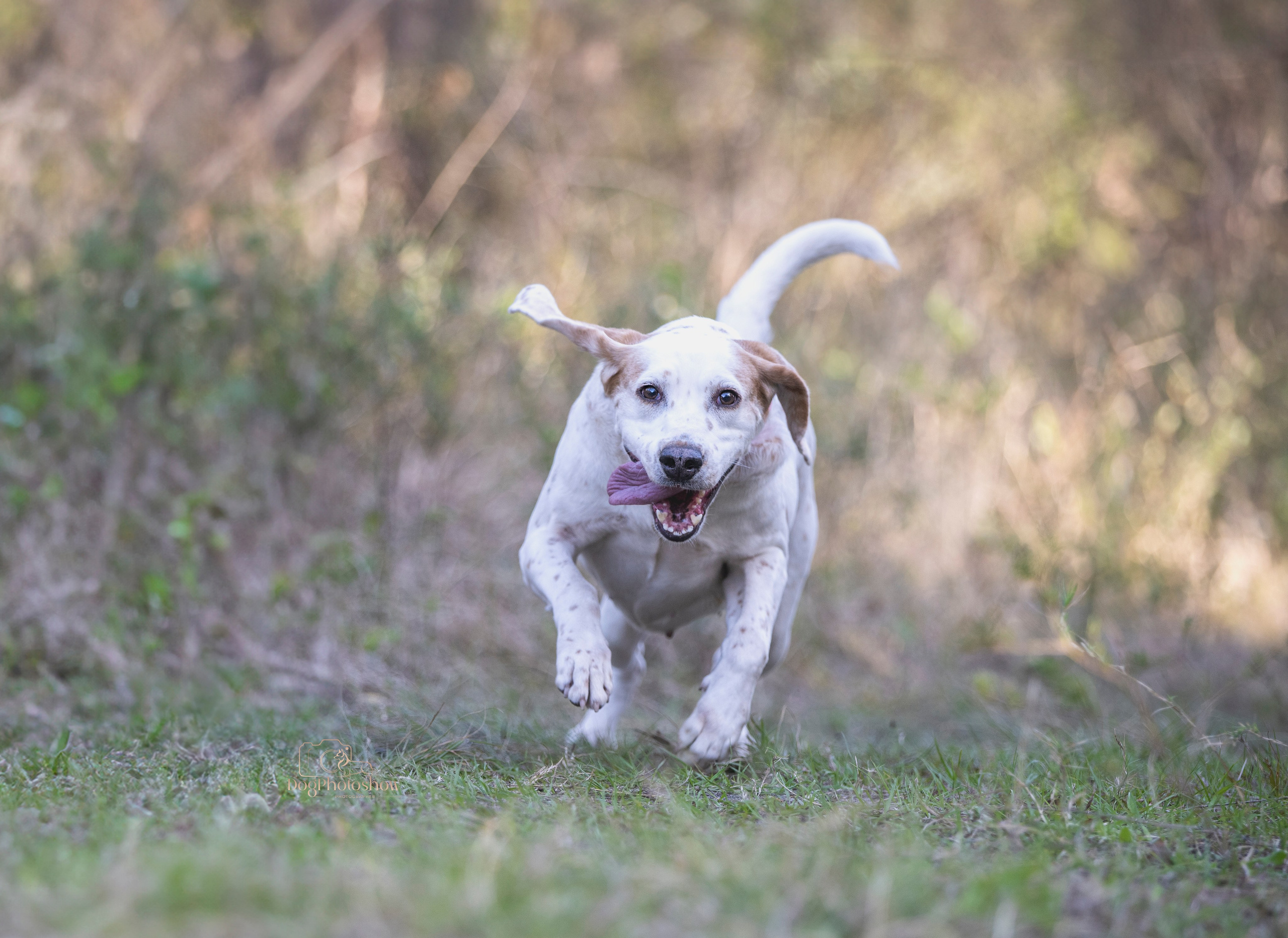 📸 11. Katerina Royter Pet Photographer North Florida