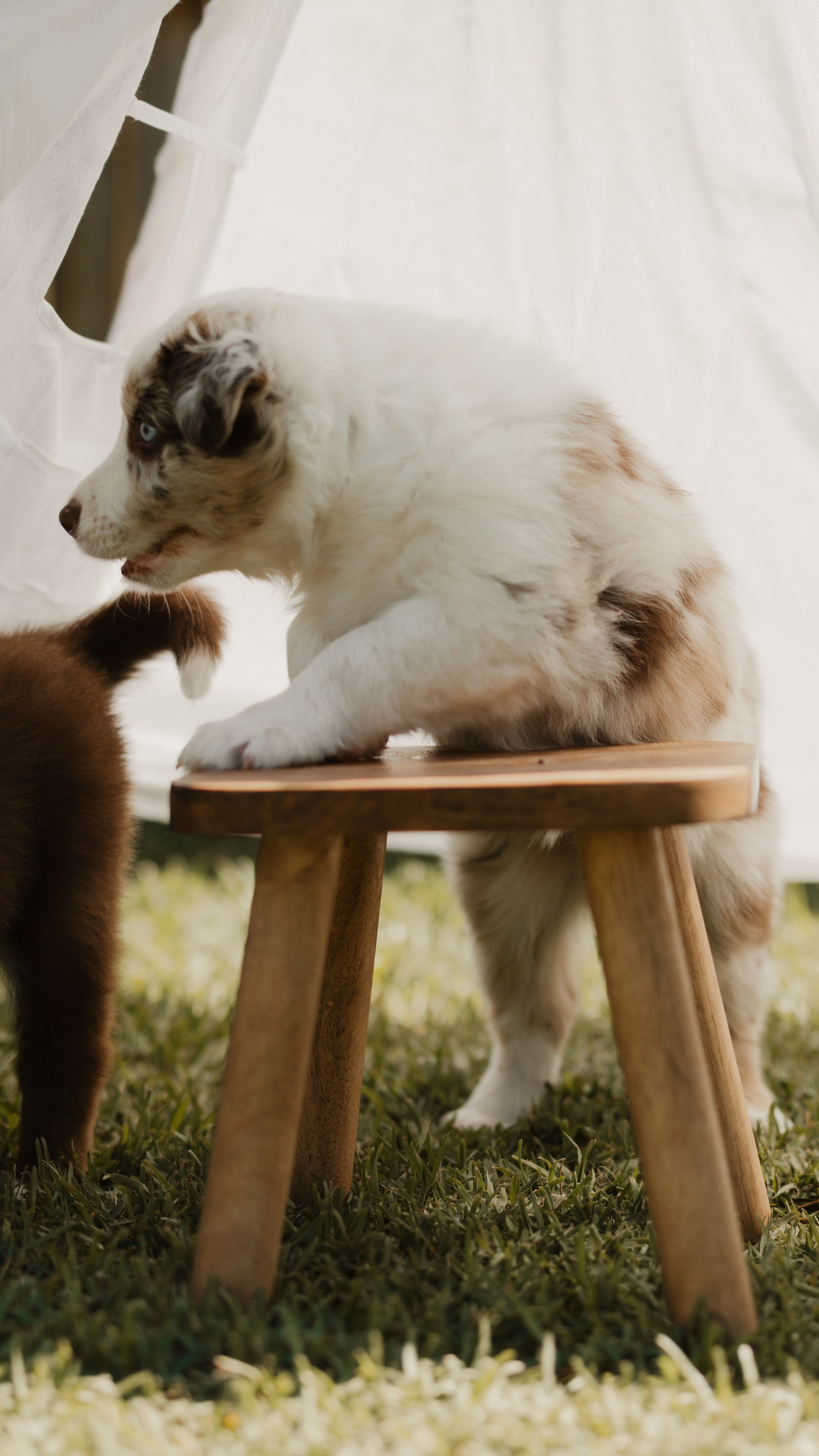 Goldies Collies — Pups. Natural and candid photography Jean Santiago