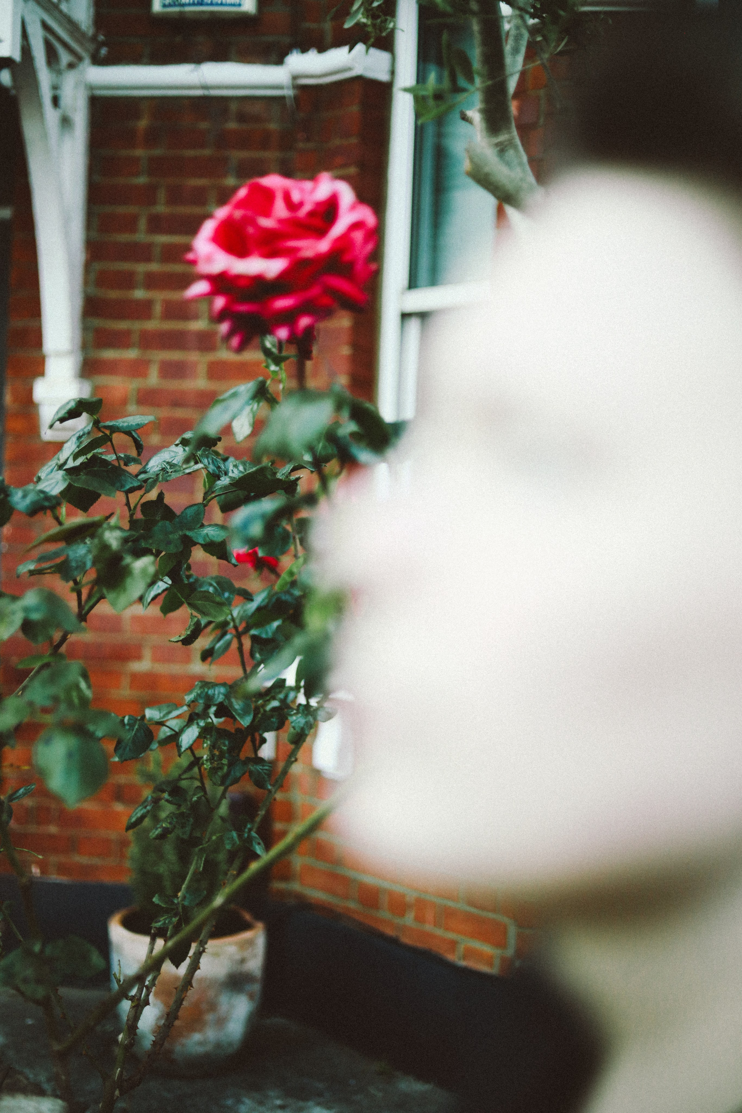 L Rock N Roll. Victoria Dini. Art photography in London / Folkestone, UK