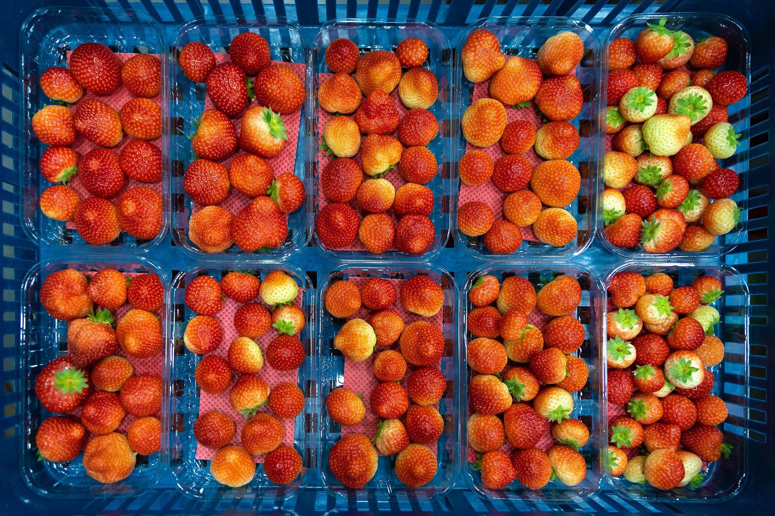 Rockberry. Фотограф в Ереване