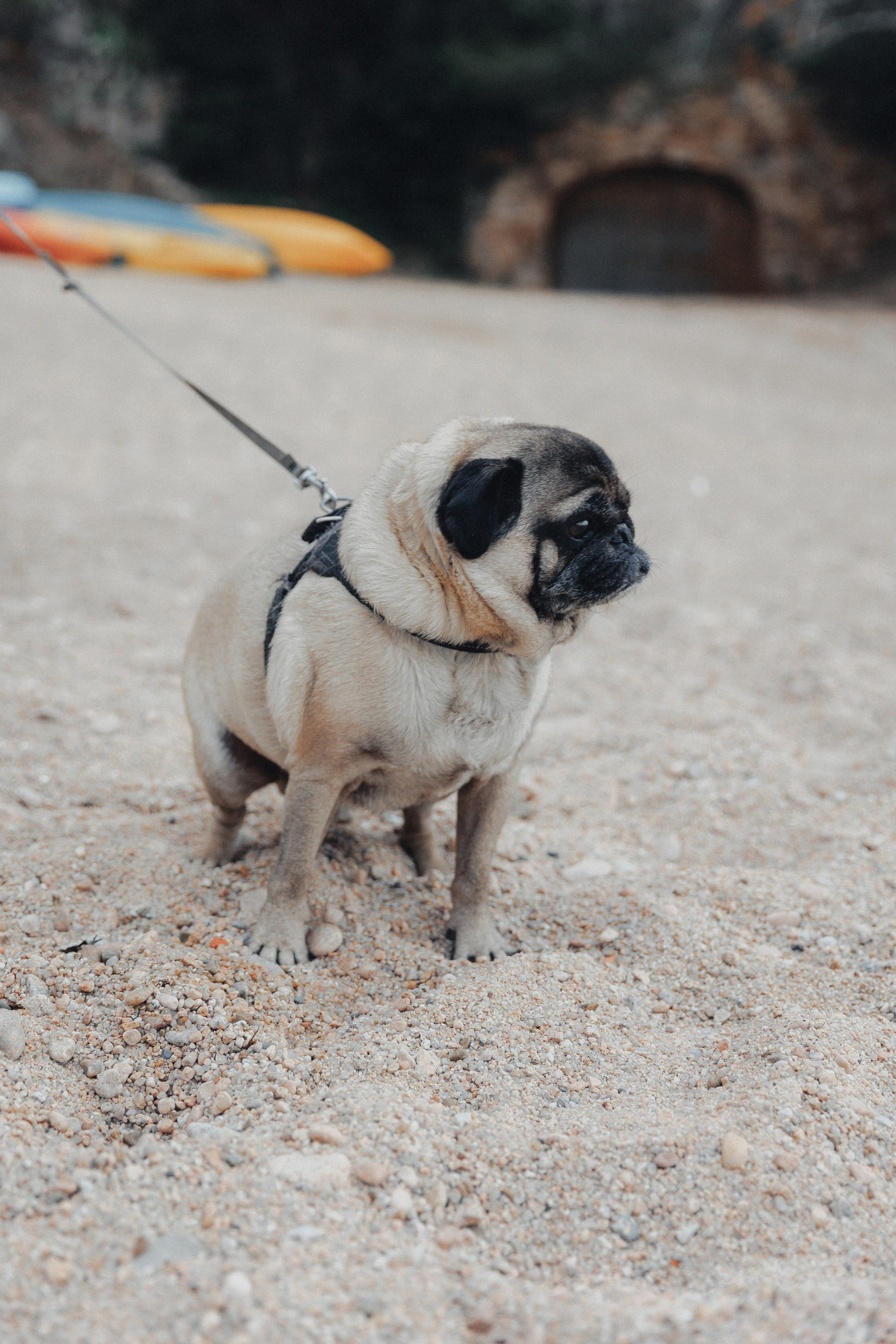 David & Celine. Fotograful evenimentului tău