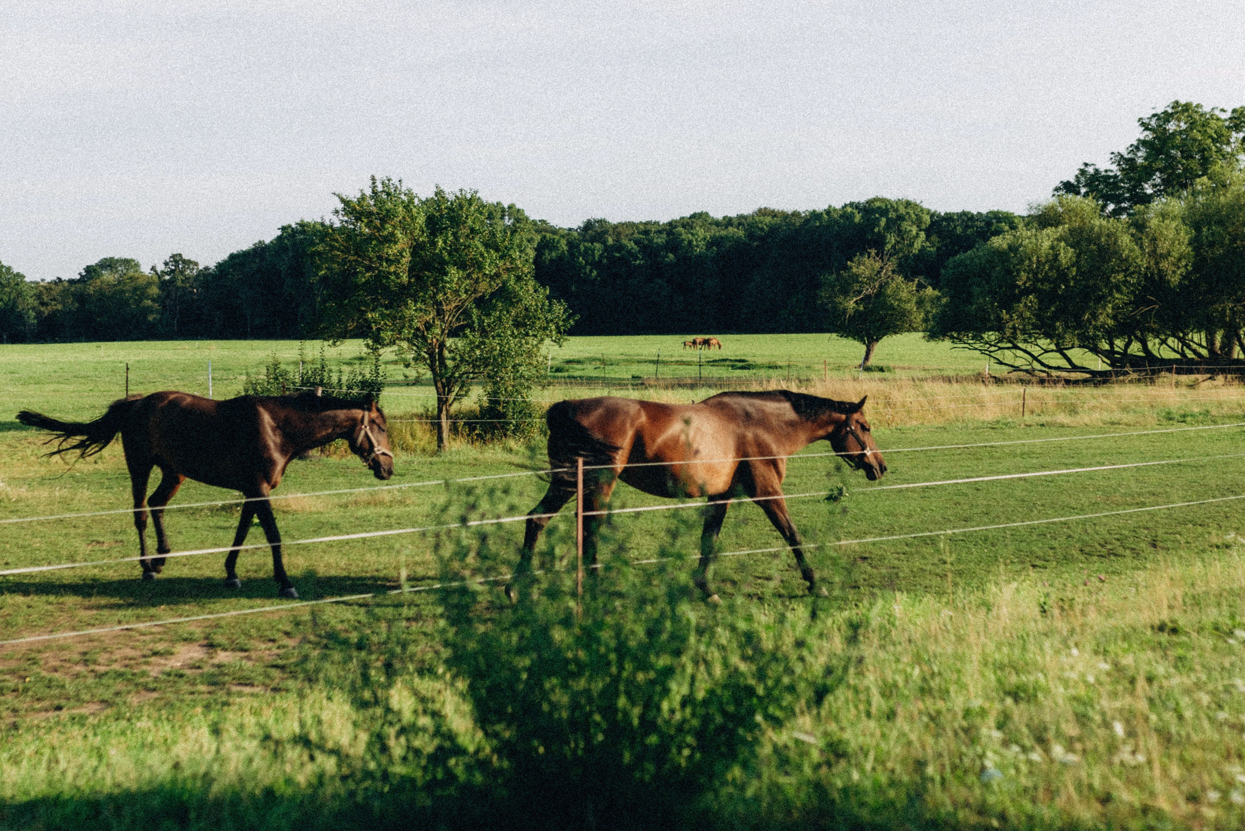 OLENA & MAX. Семейный фотограф Лейпциг, Германия