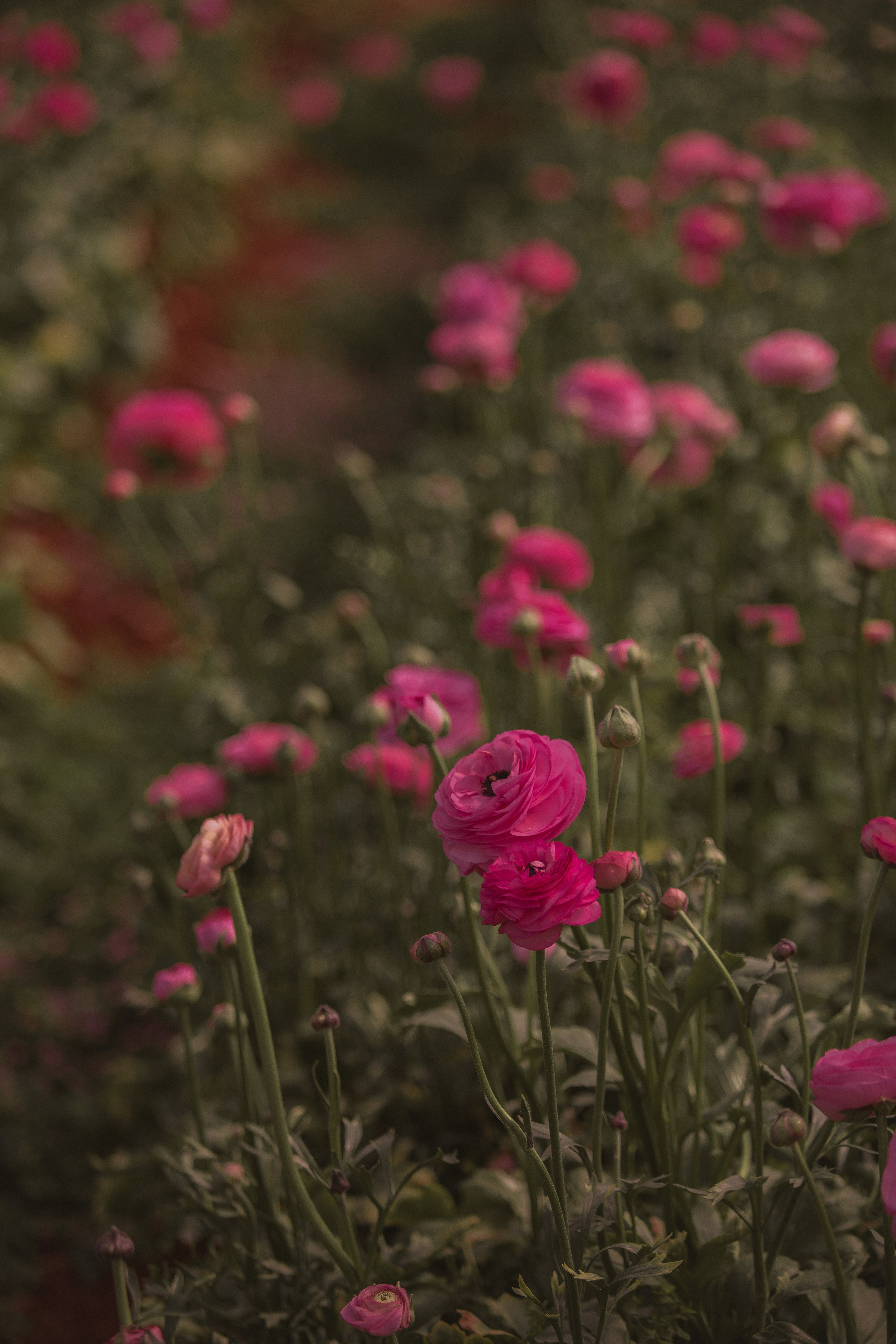 Цветы в Анталии. Цветочные плантации в Анталии. Фотосессия на цветочной плантации. Цветочные поля. Календарь цветения в Турции. Парники теплицы Турция Анталия. Цветы Анталия. Фотограф в Турции. Фотограф Анталия. Фотограф Анталья. Анталия. Анталья.Цветы ранункулист. Лютики.