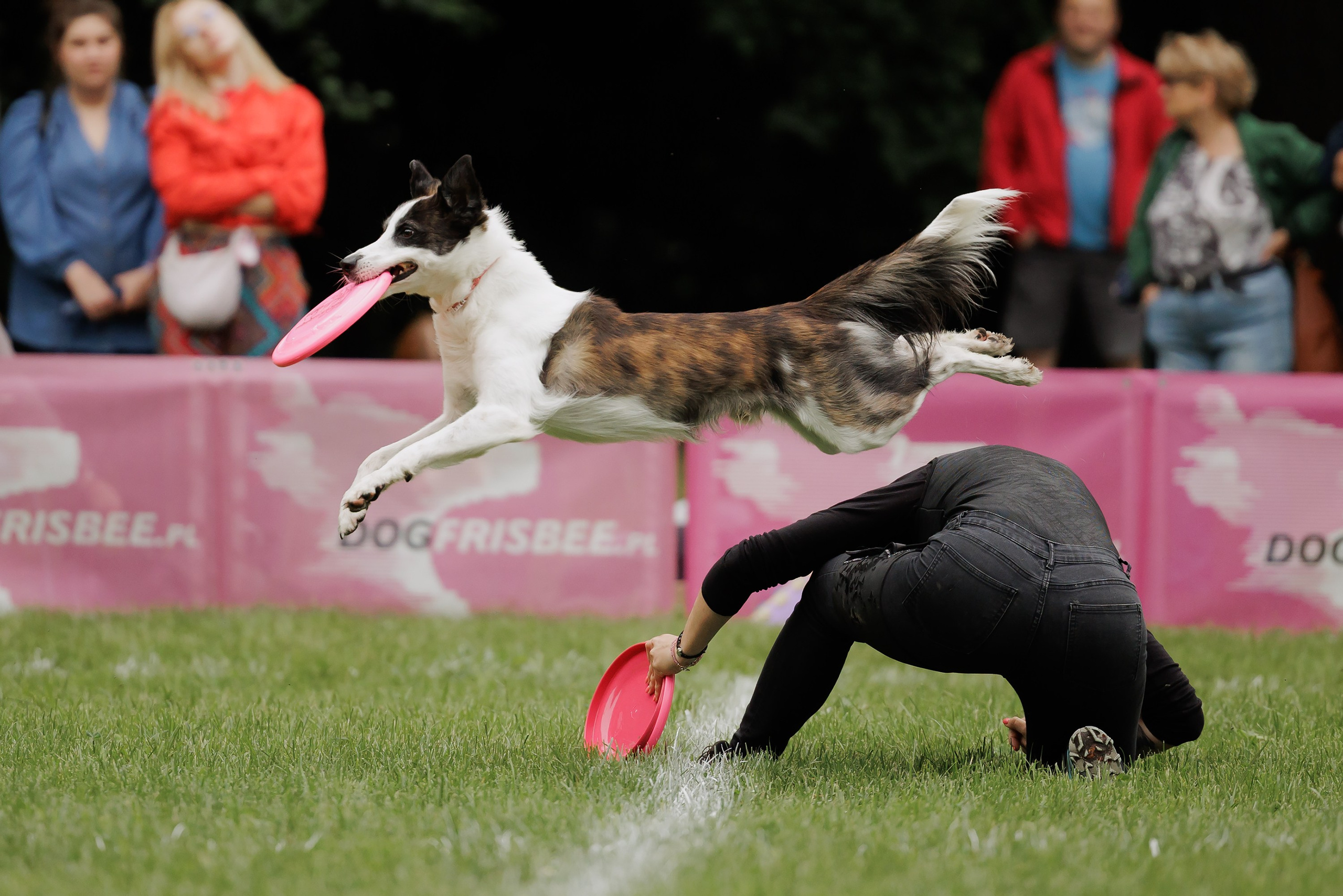 Latające psy, Wrocław'25. Kaja | fotograf psów we Wrocławiu