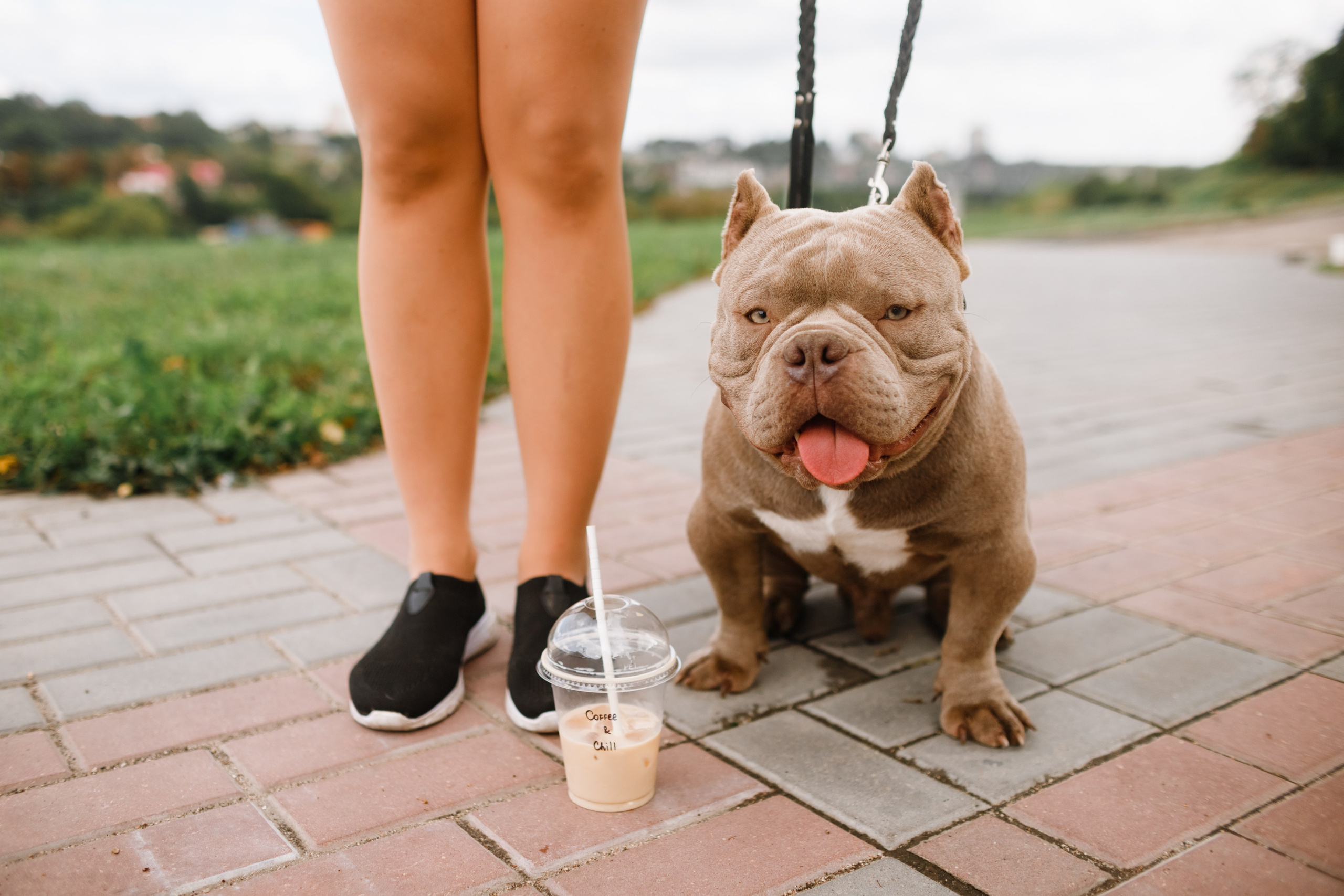 Alesya & her bullies. Kaja | fotograf we Wrocławiu | ludzie i psy