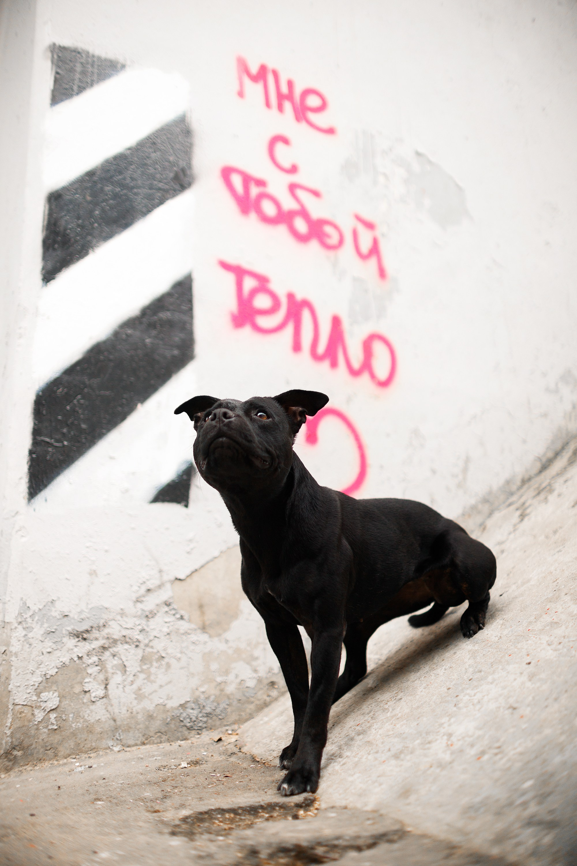 Staffy Yosia. Kaja | fotograf we Wrocławiu | ludzie i psy