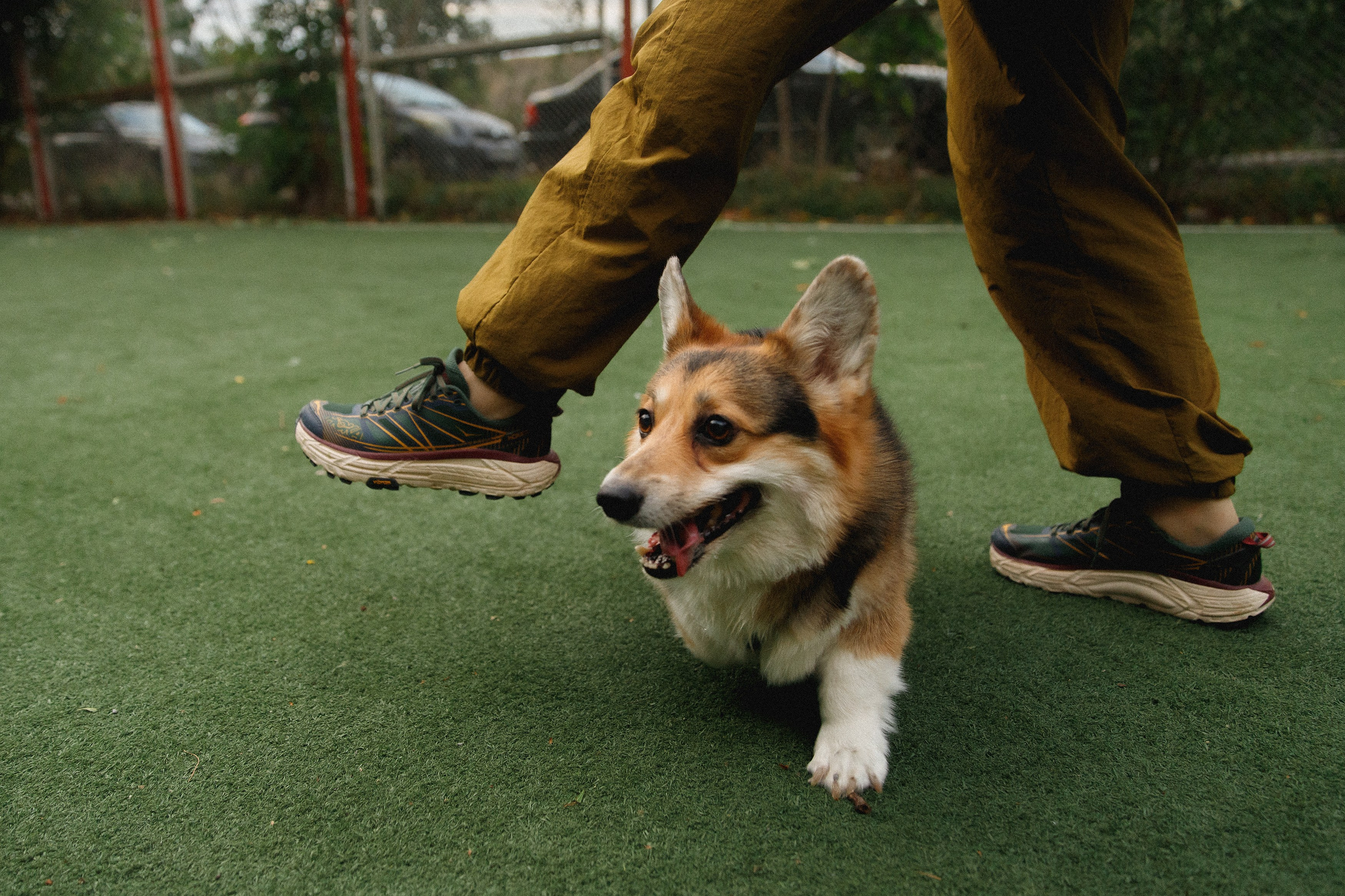 Sasha & Leonid. Kaja | fotograf psów we Wrocławiu