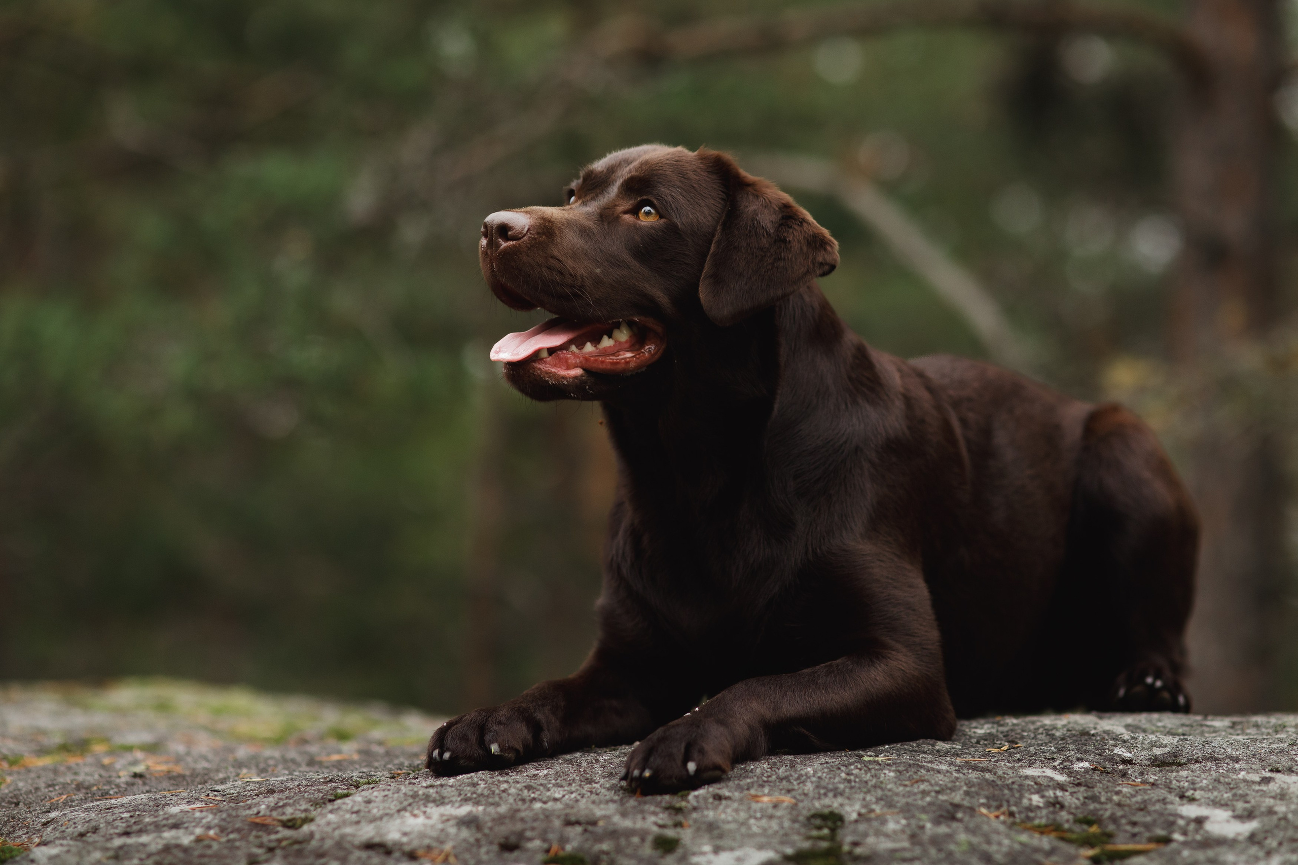 Finnish mossy hills. Kaja | fotograf psów we Wrocławiu