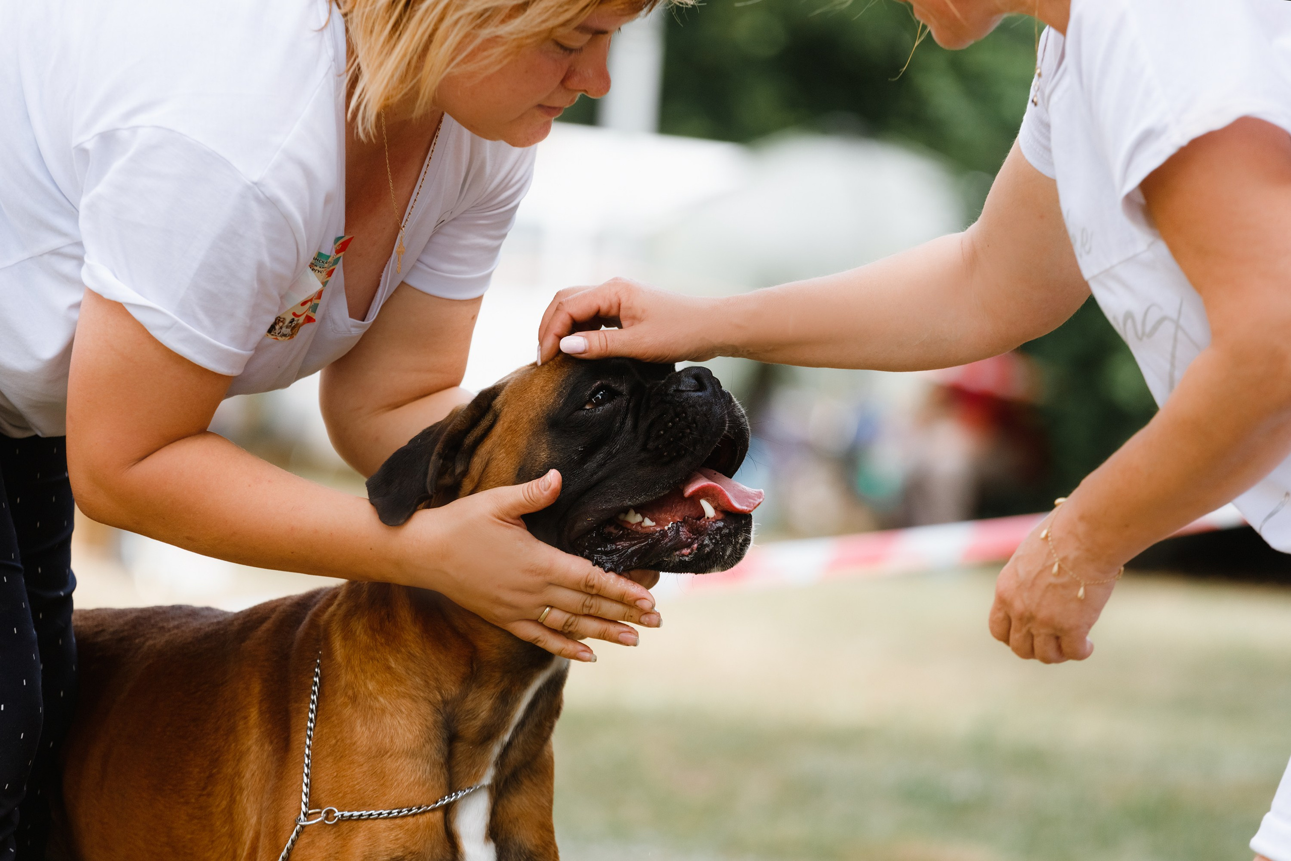 Dog shows | the best ones. Kaja | fotograf psów we Wrocławiu