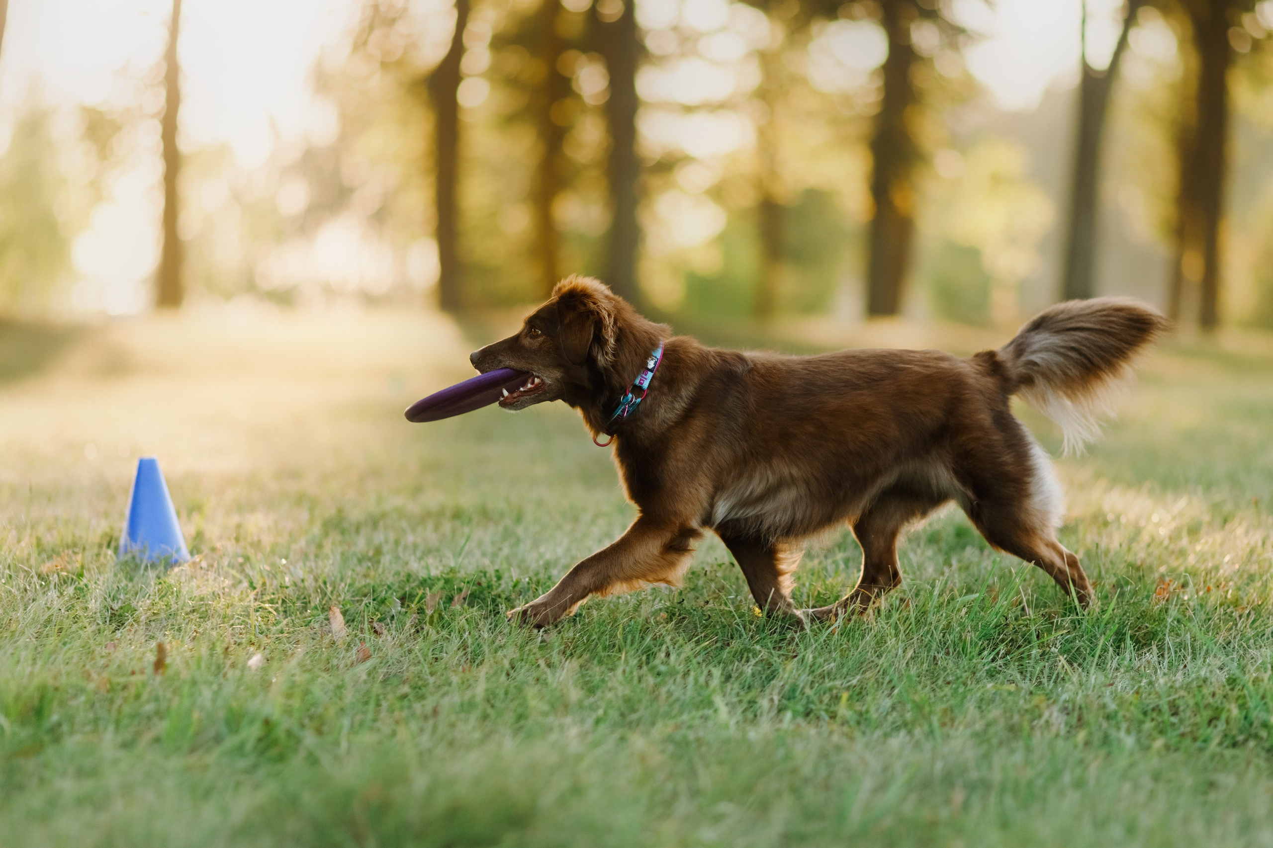 Frisbee workshop of Darya Lukina. Kaja | fotograf we Wrocławiu | ludzie i psy